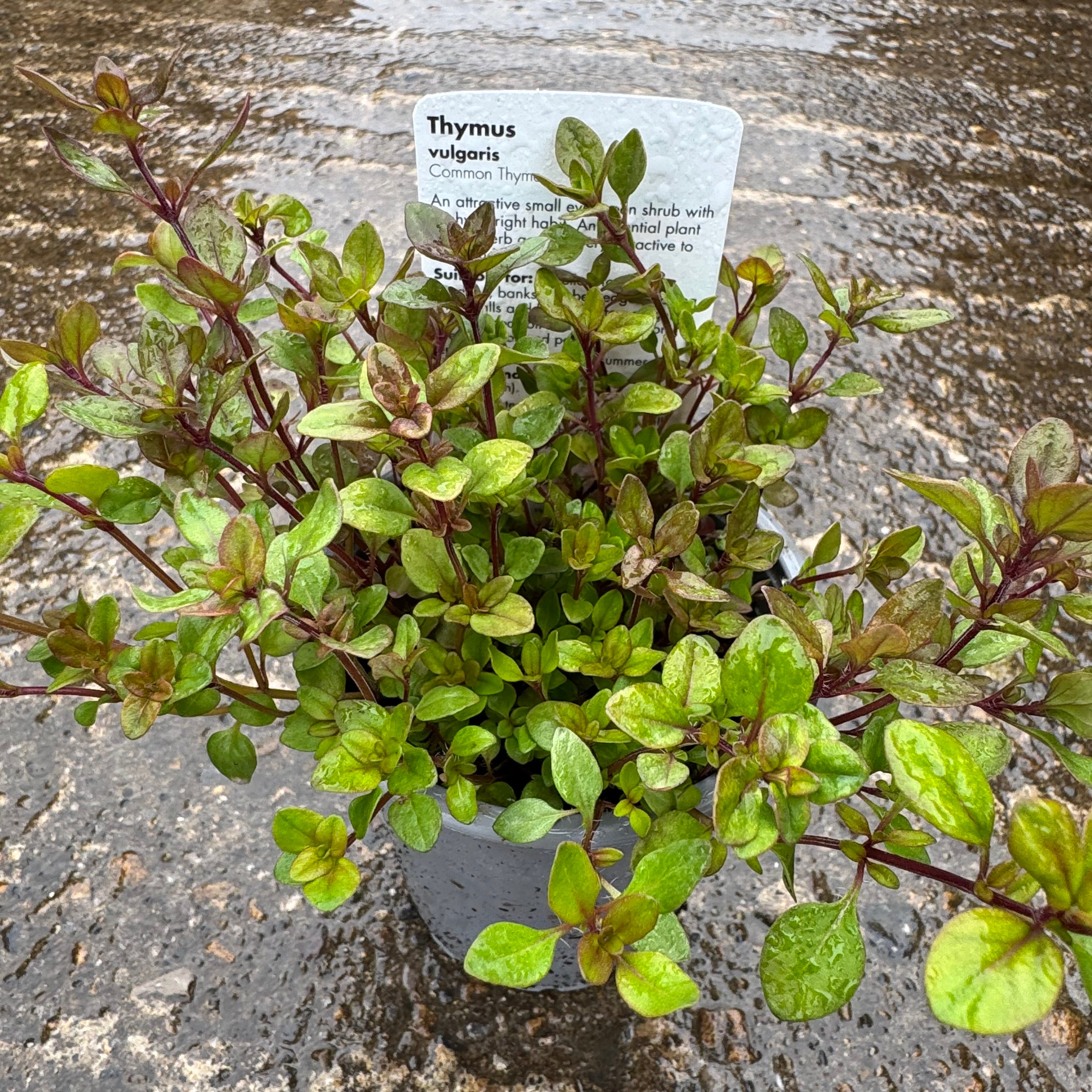 Thymus vulgaris