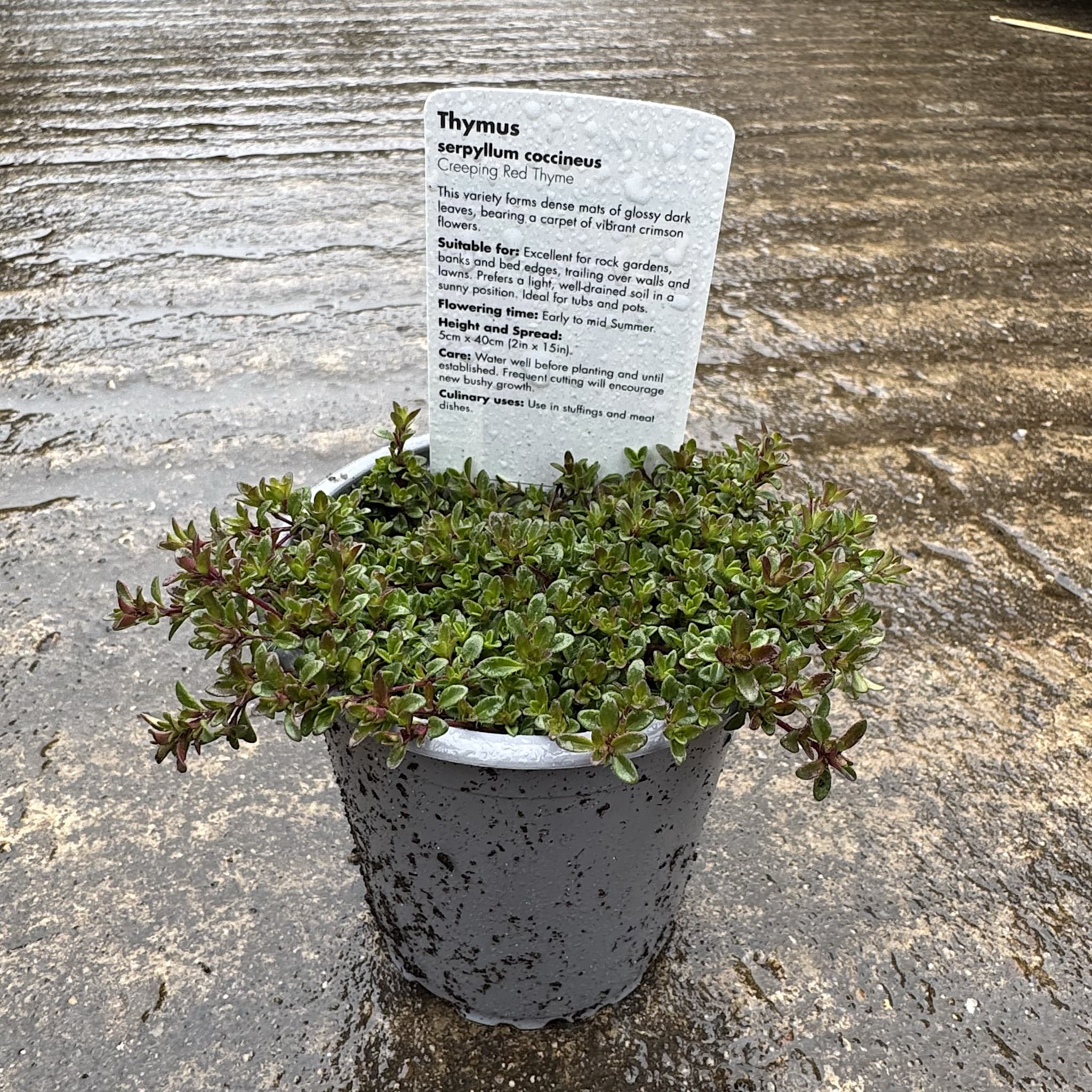 Thymus serpyllum