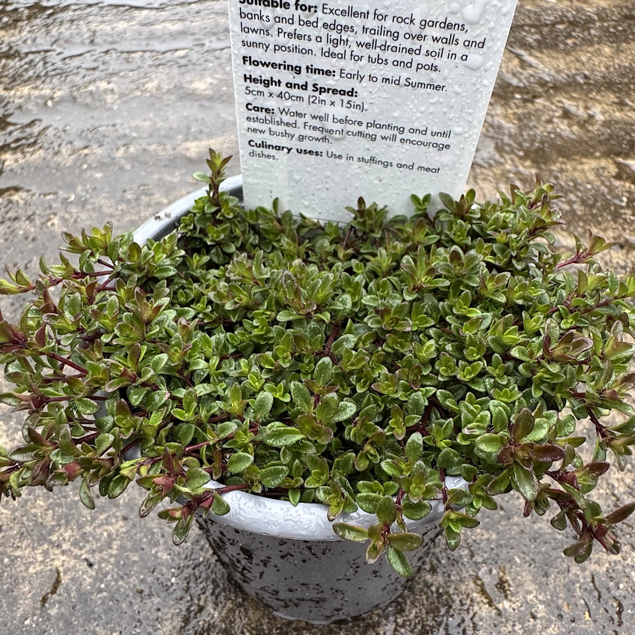 Thymus serpyllum
