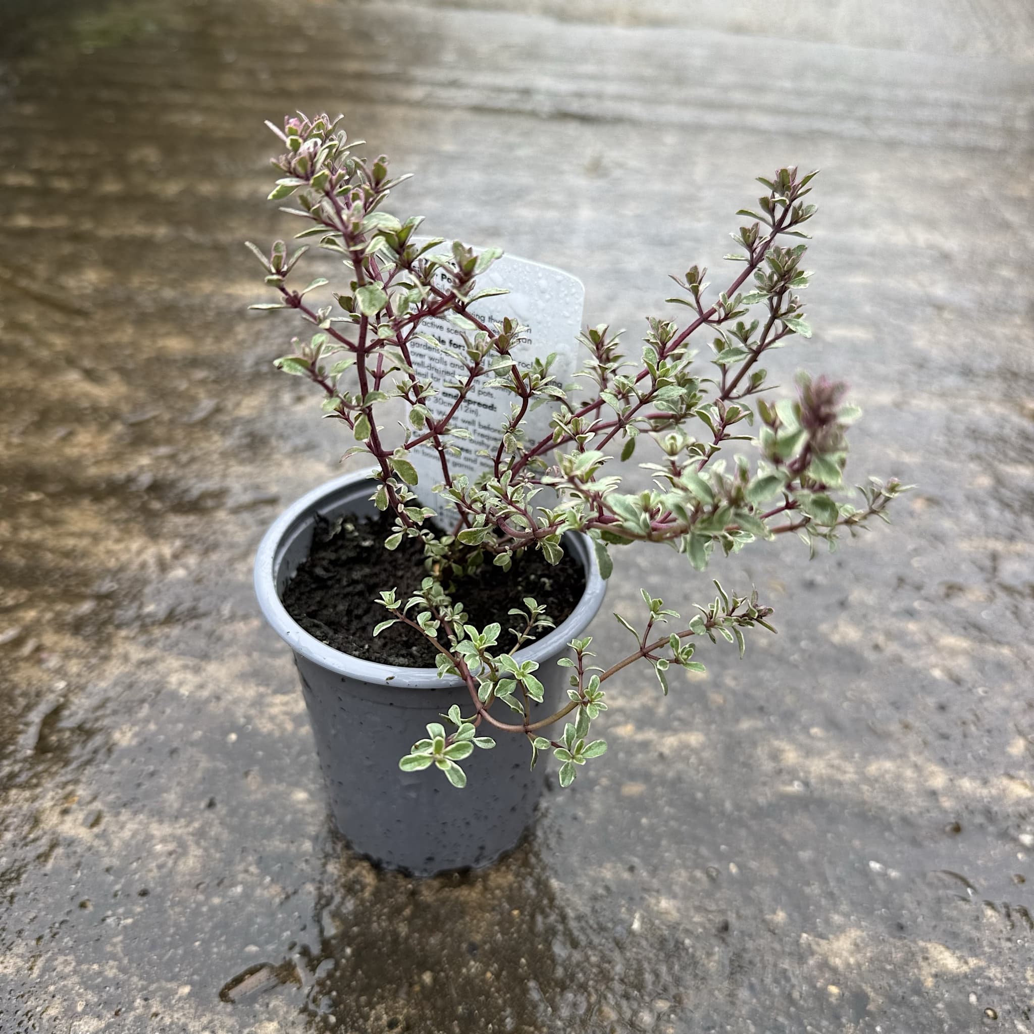 Thymus citr. 'Silver Queen'