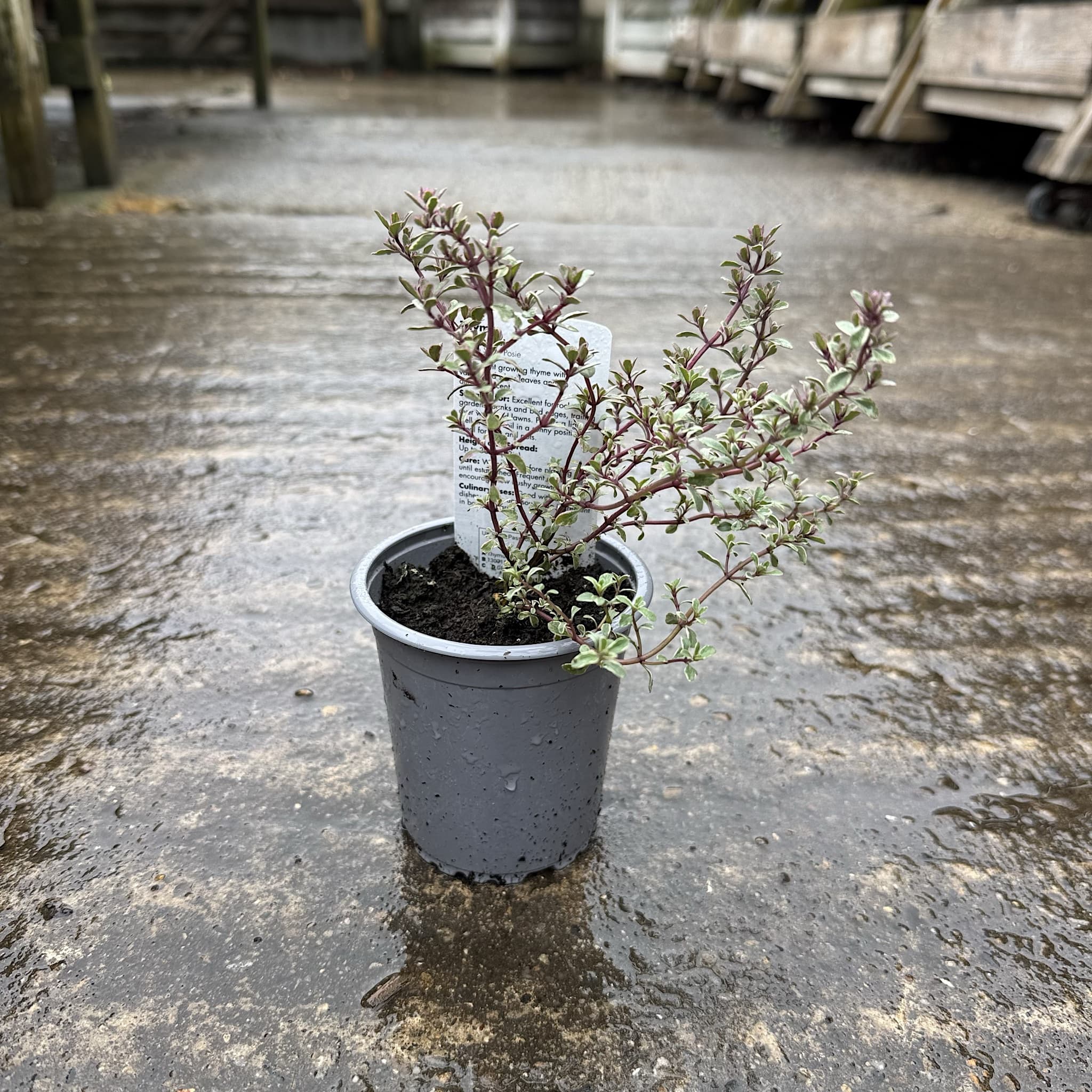 Thymus citr. 'Silver Queen'