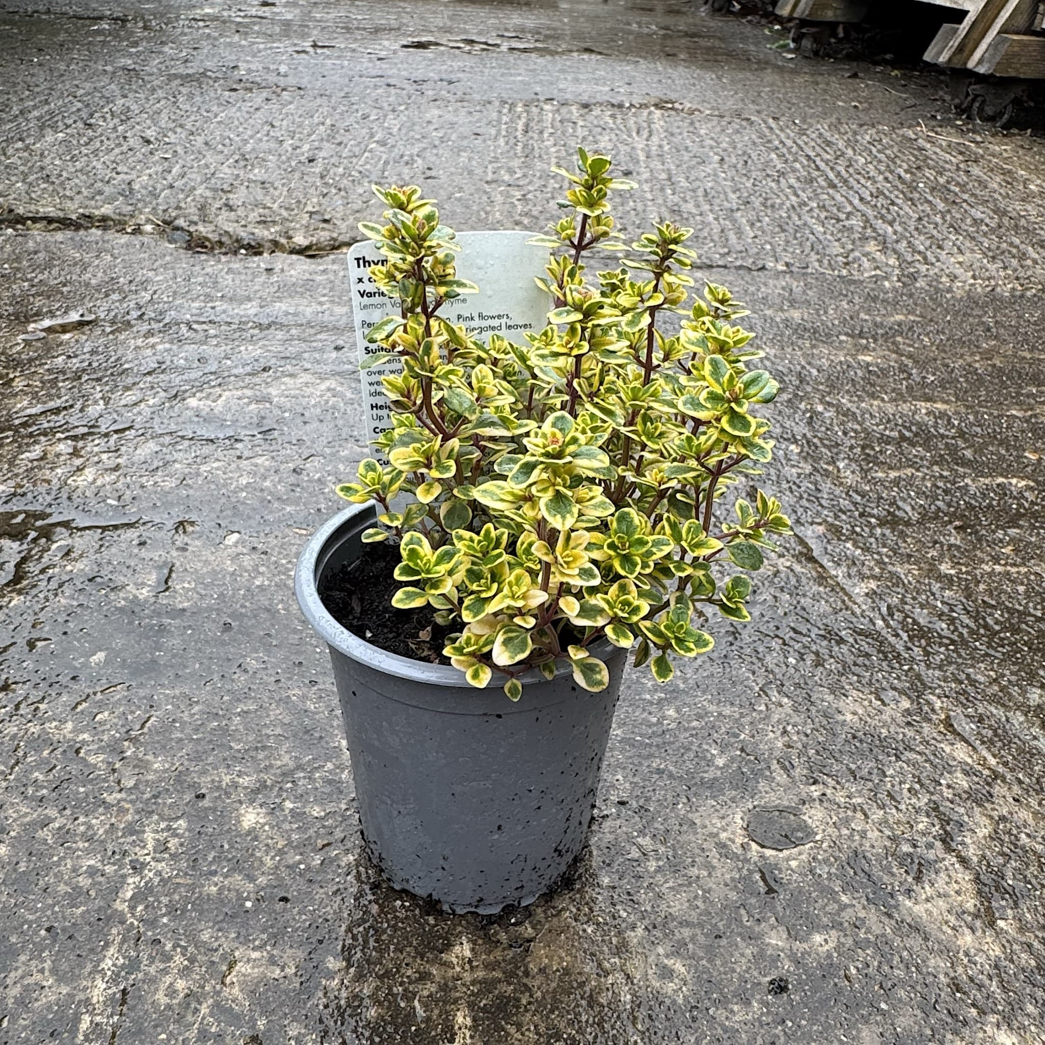 Thymus citriodorus 'Lemon Variegata'