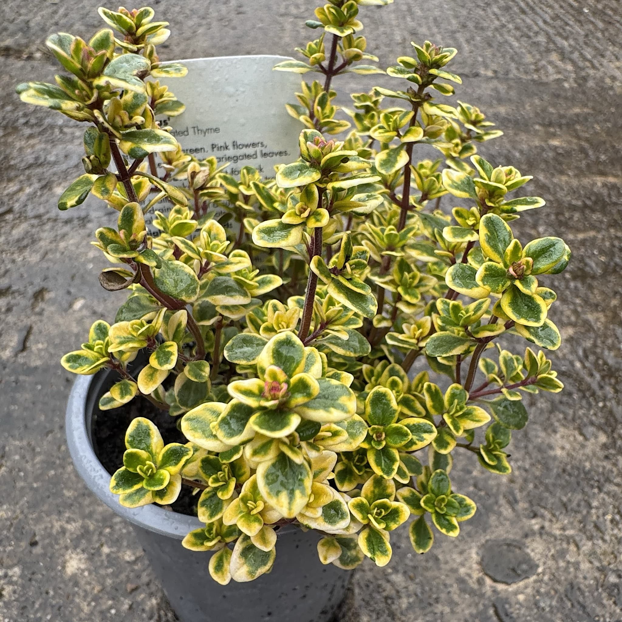 Thymus citriodorus 'Lemon Variegata'