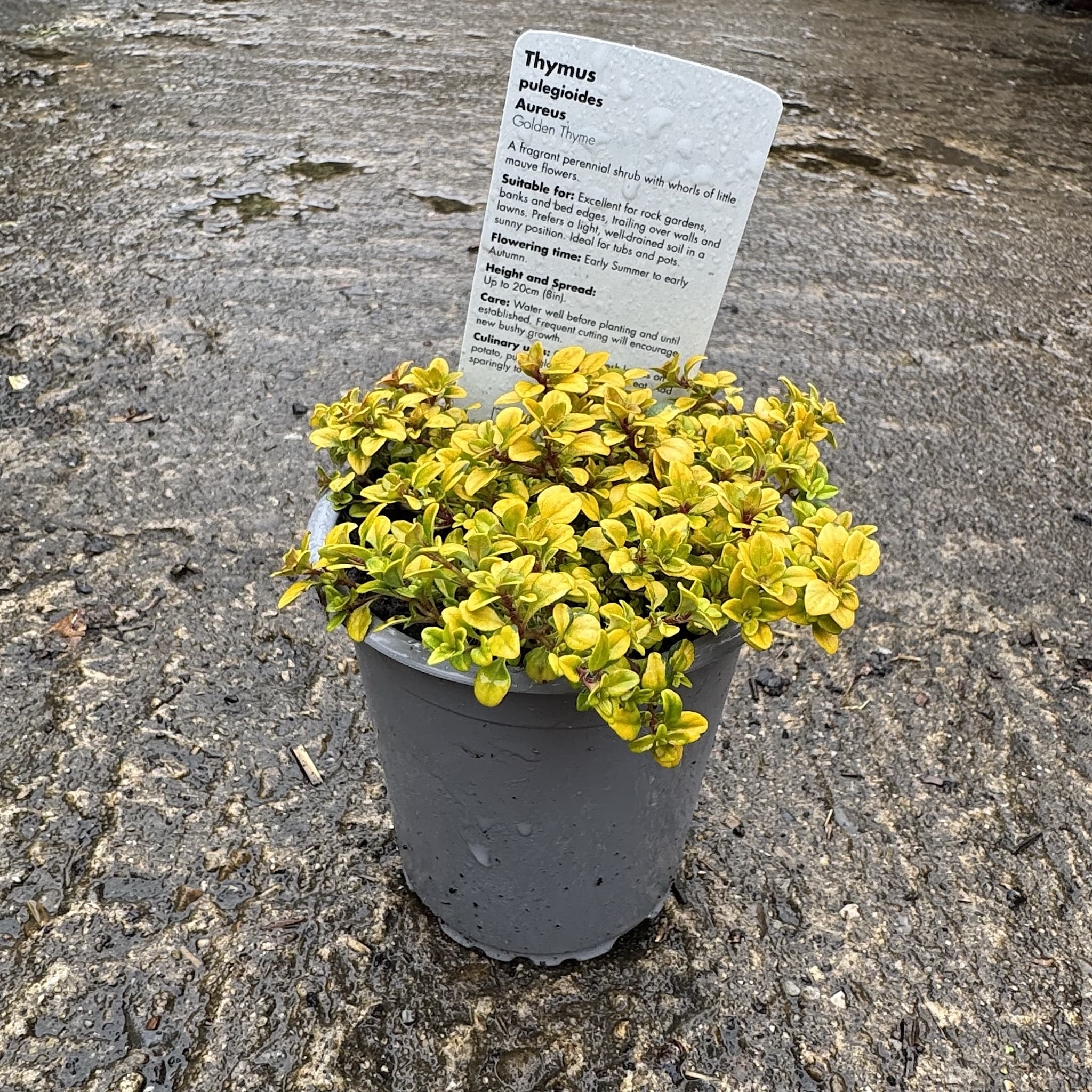 Thymus citr. 'Aureus'