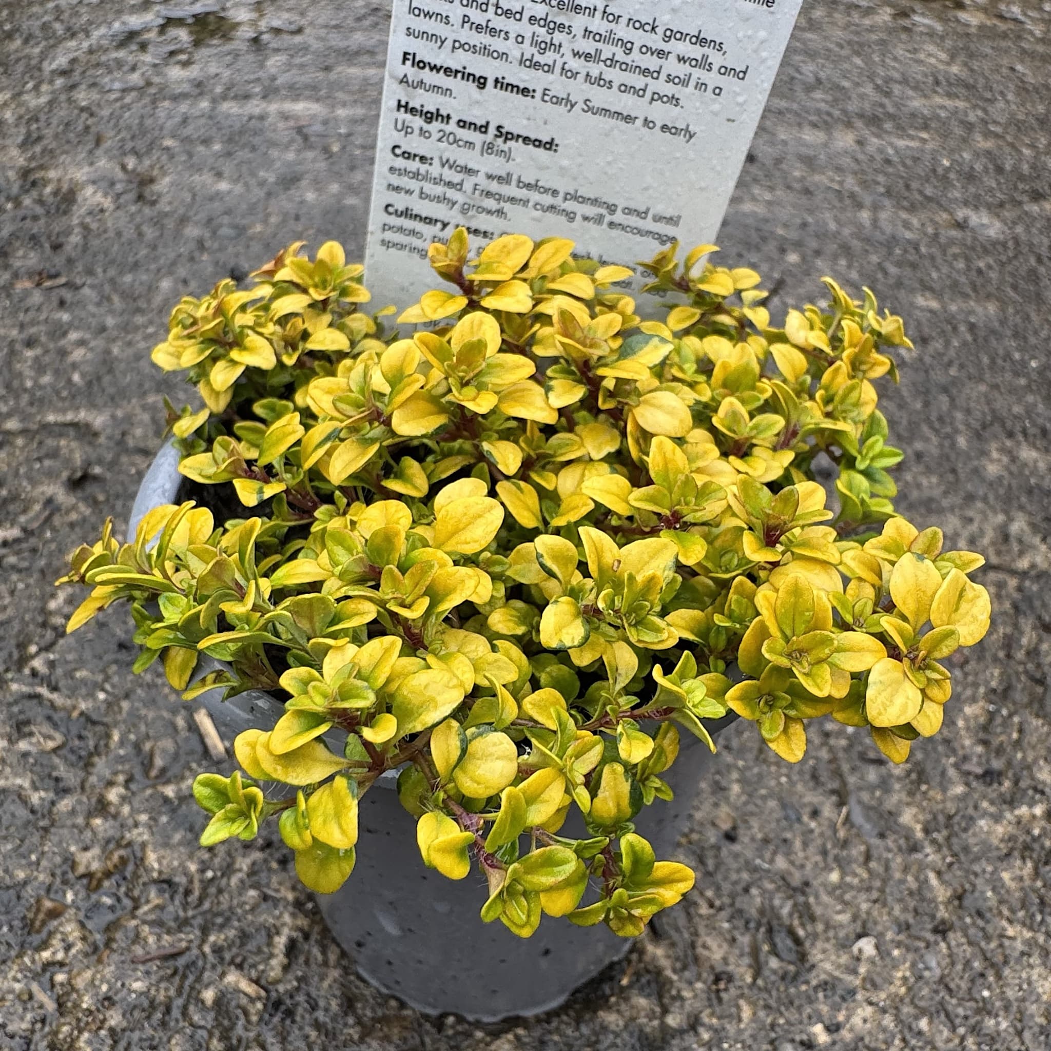 Thymus citr. 'Aureus'