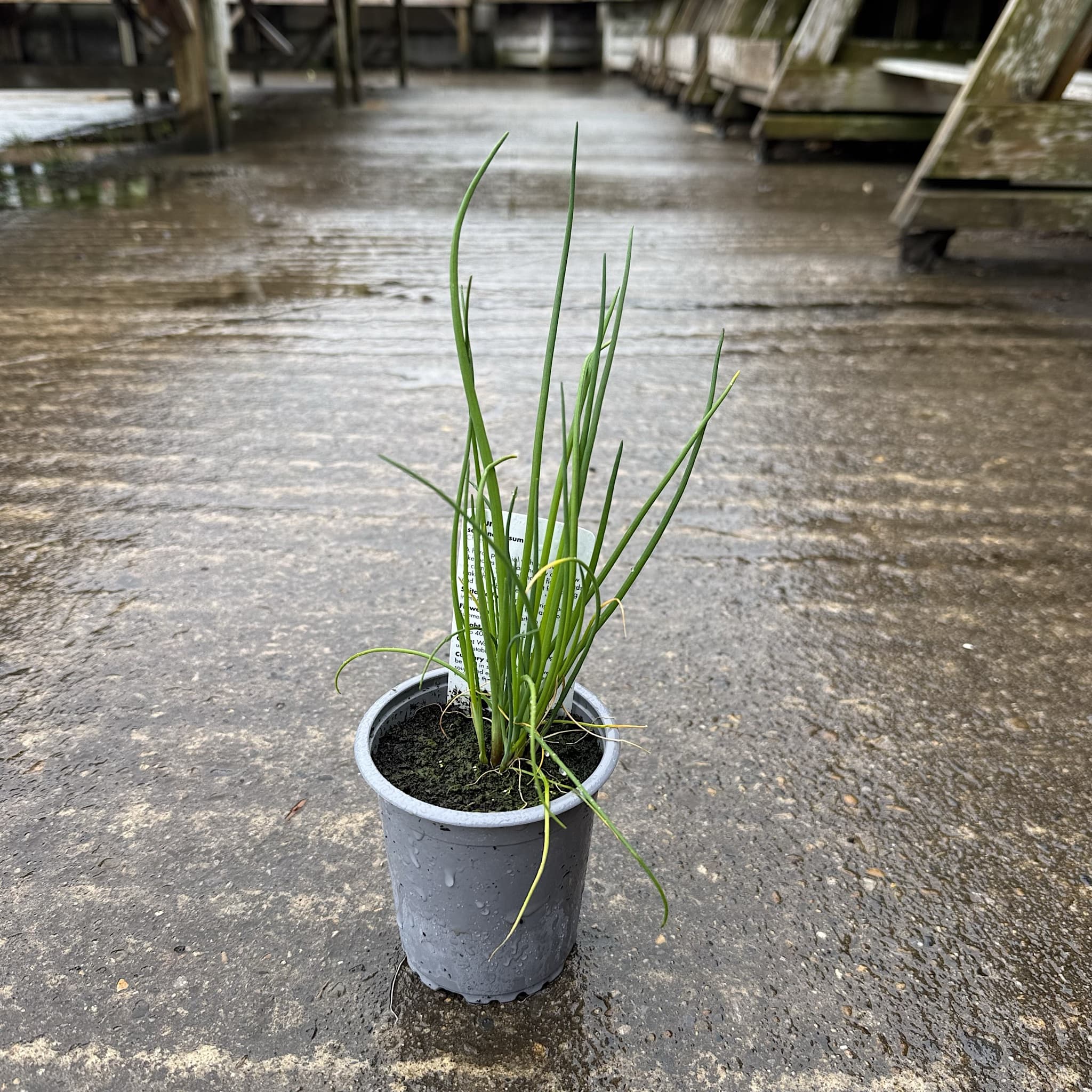 Allium schoenoprasum