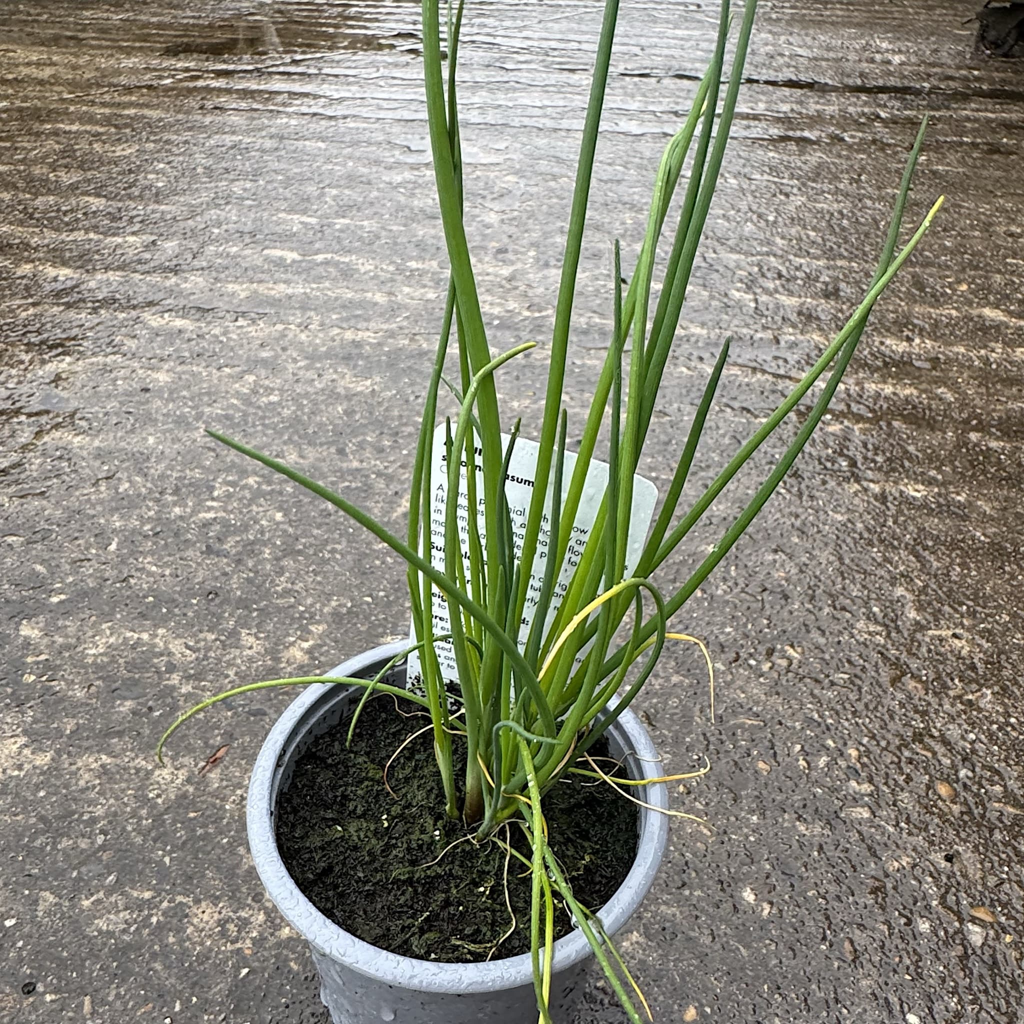 Allium schoenoprasum