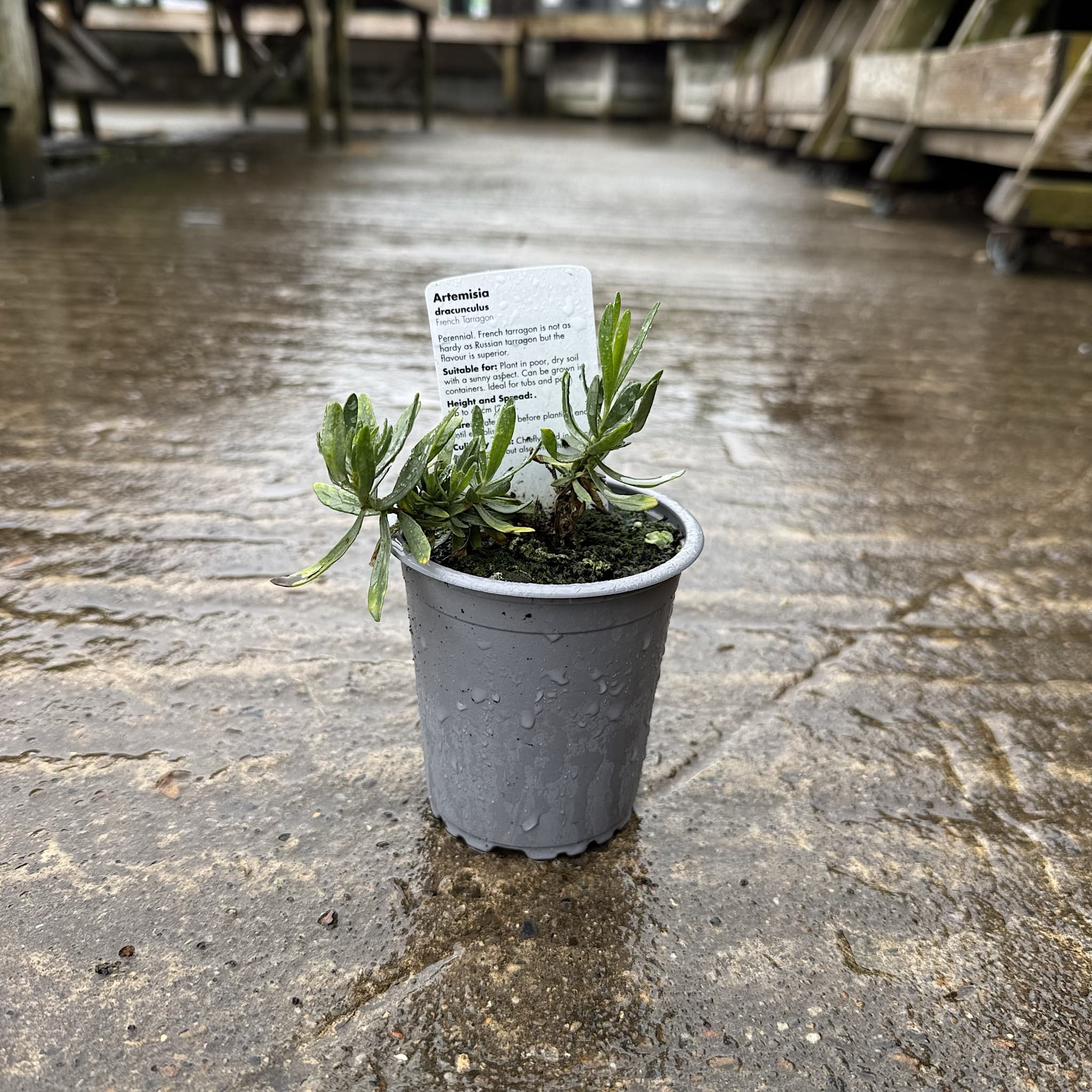 Artemisia dracunculus