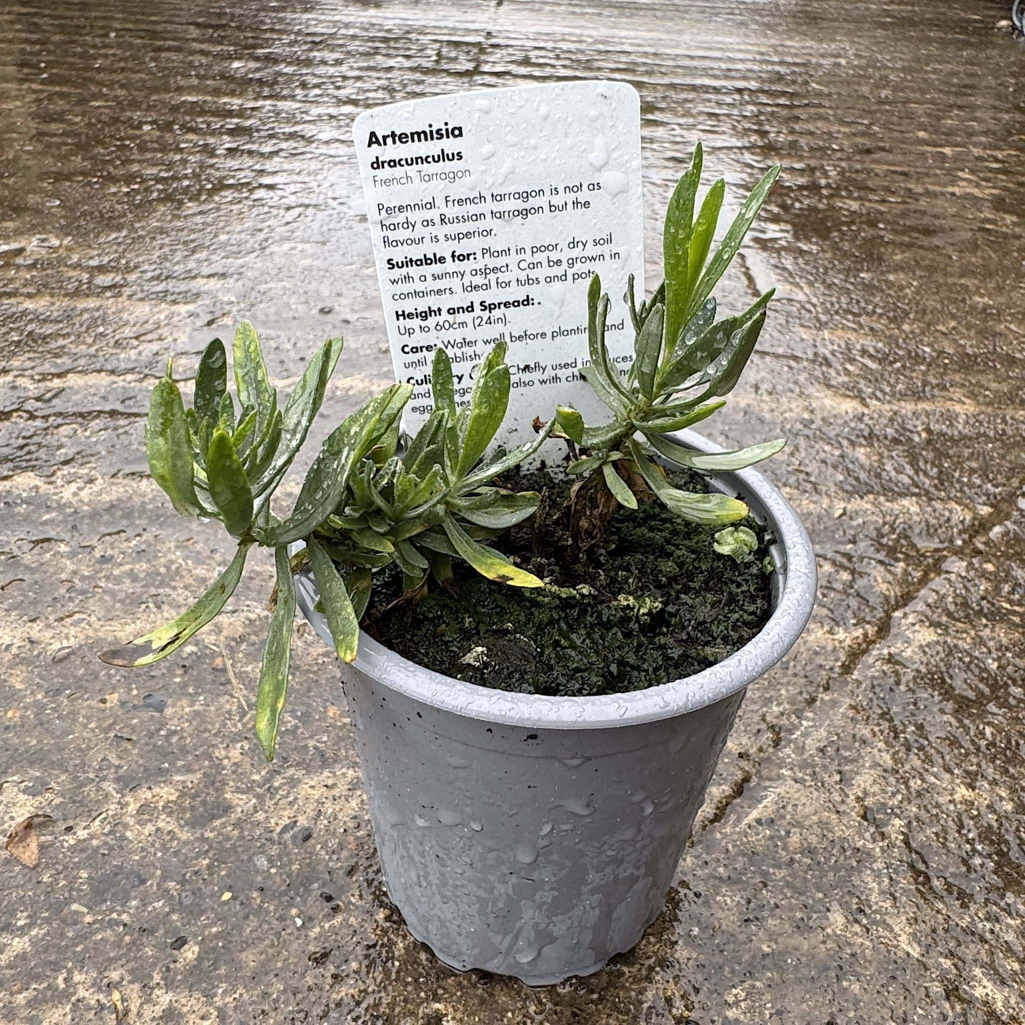 Artemisia dracunculus