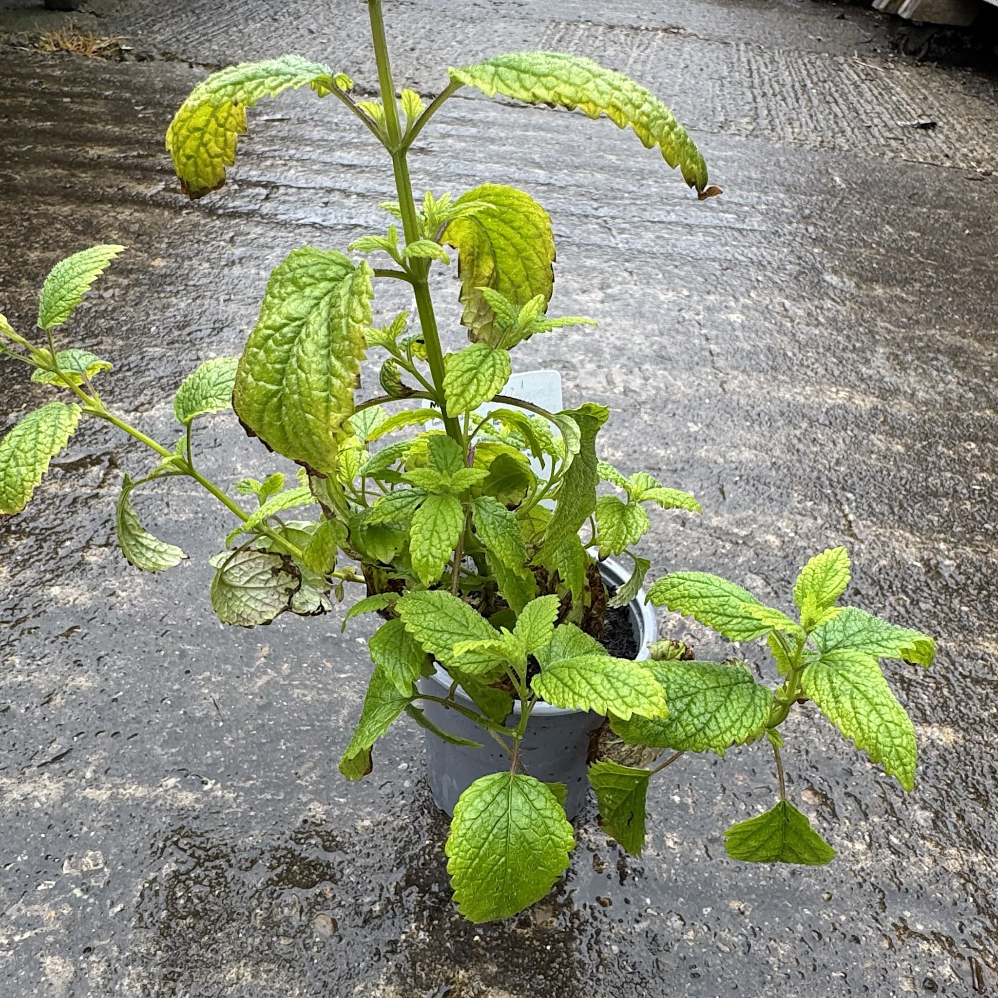Melissa officinalis