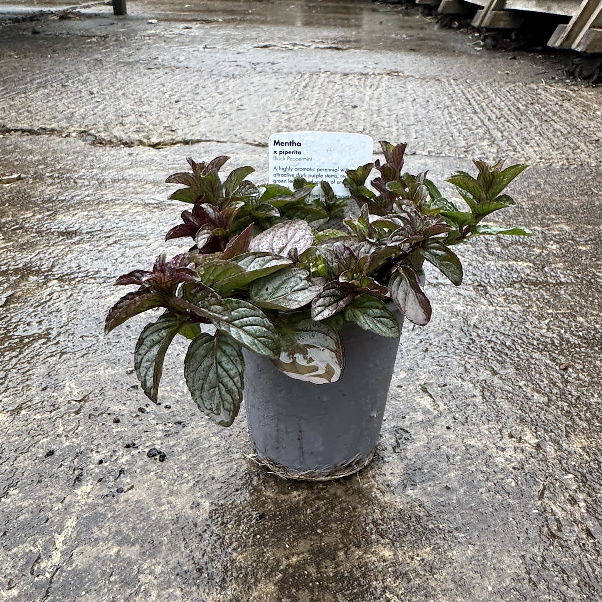 Mentha piperita vulgaris