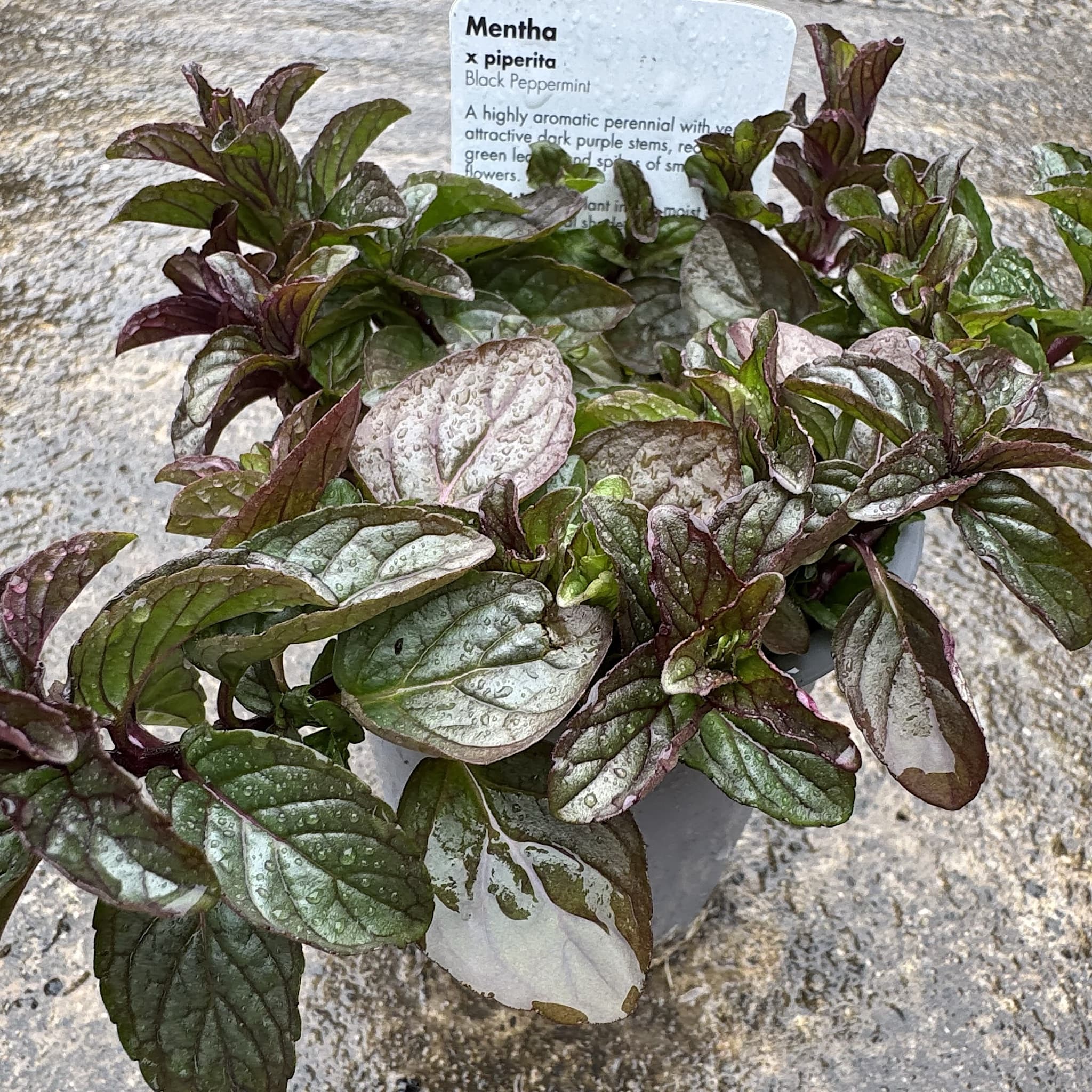 Mentha piperita vulgaris
