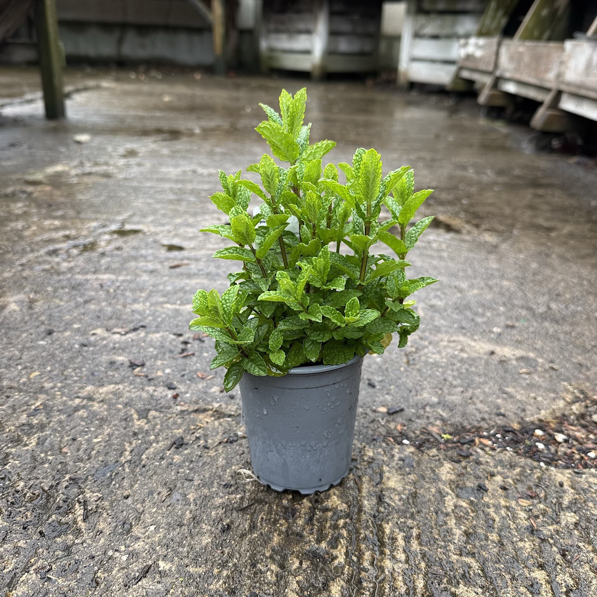 Mentha spicata