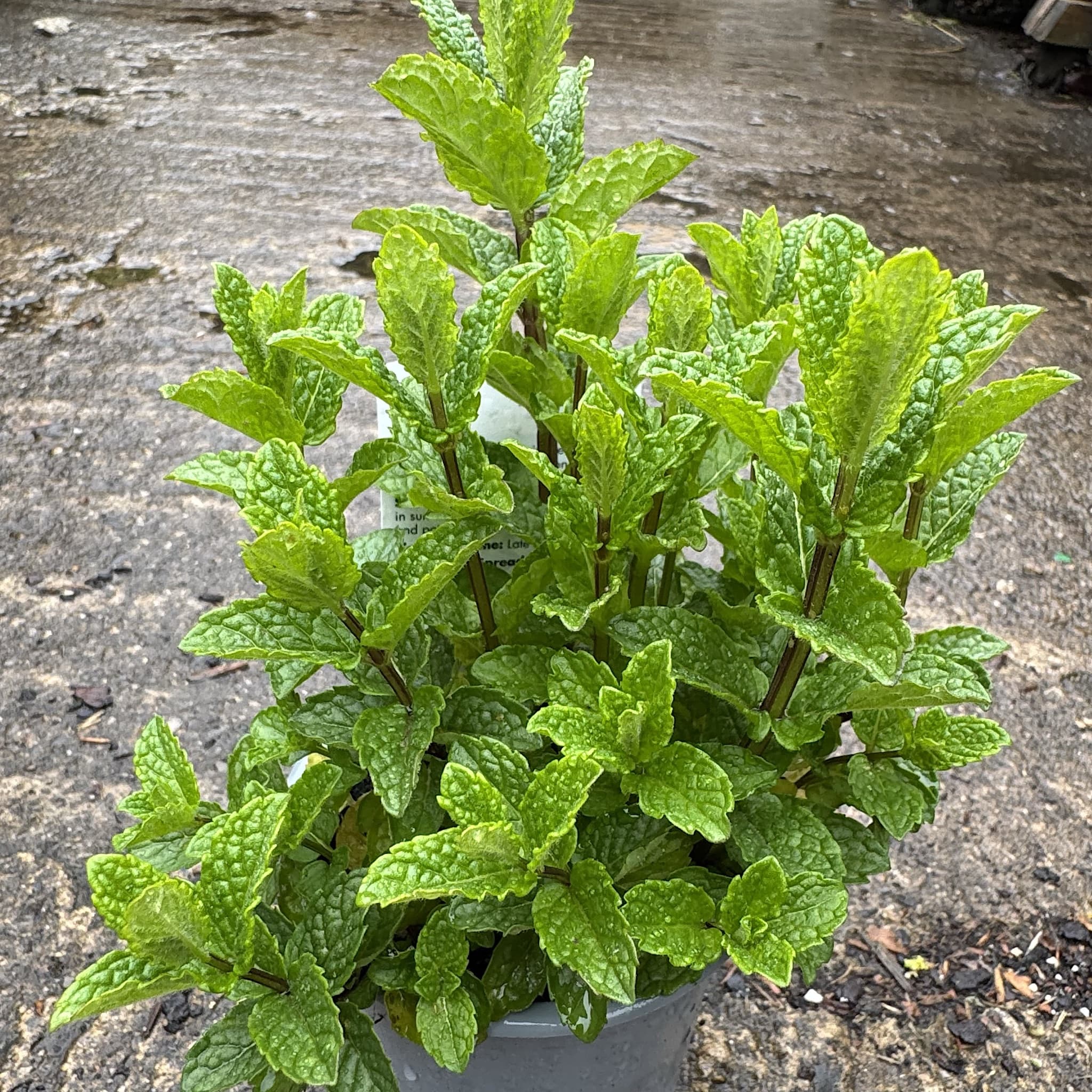 Mentha spicata