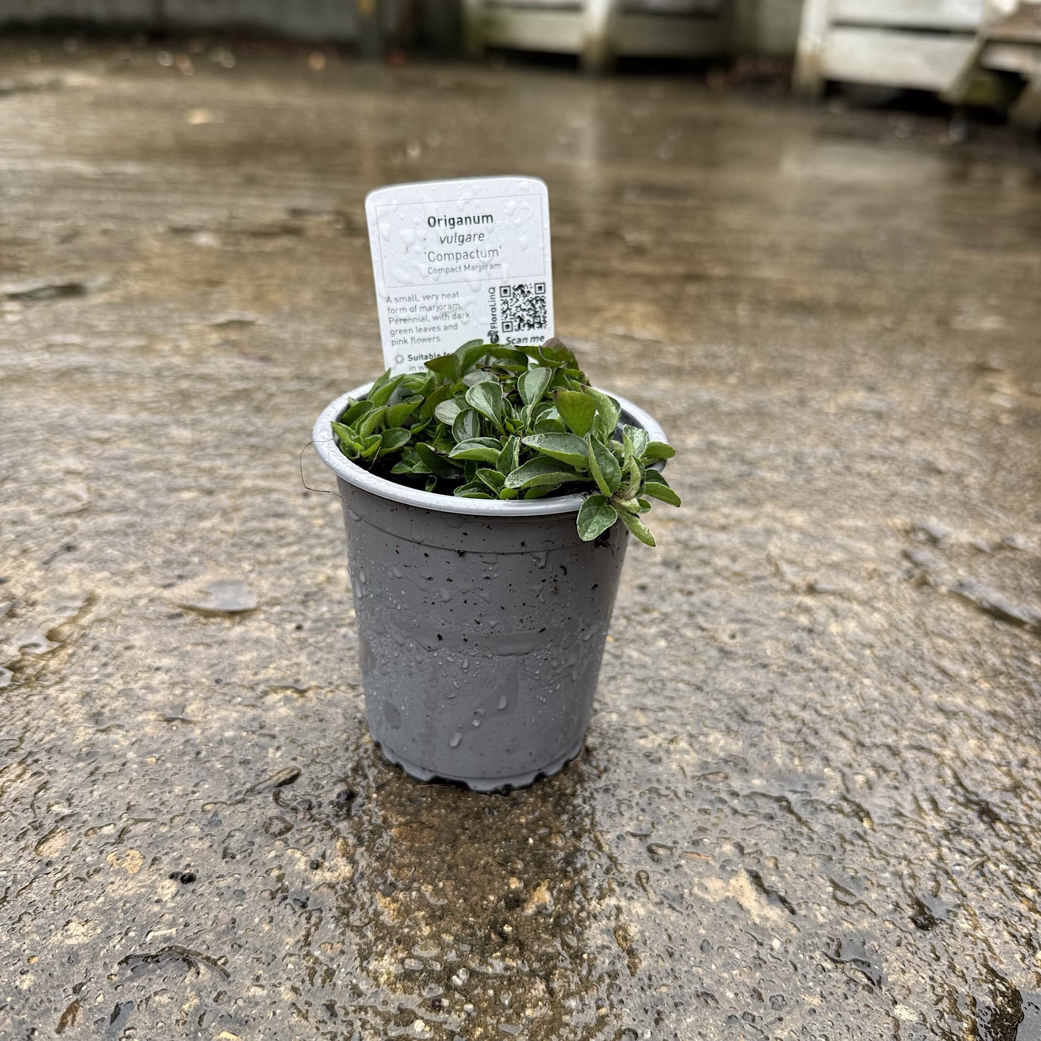 Origanum majorana