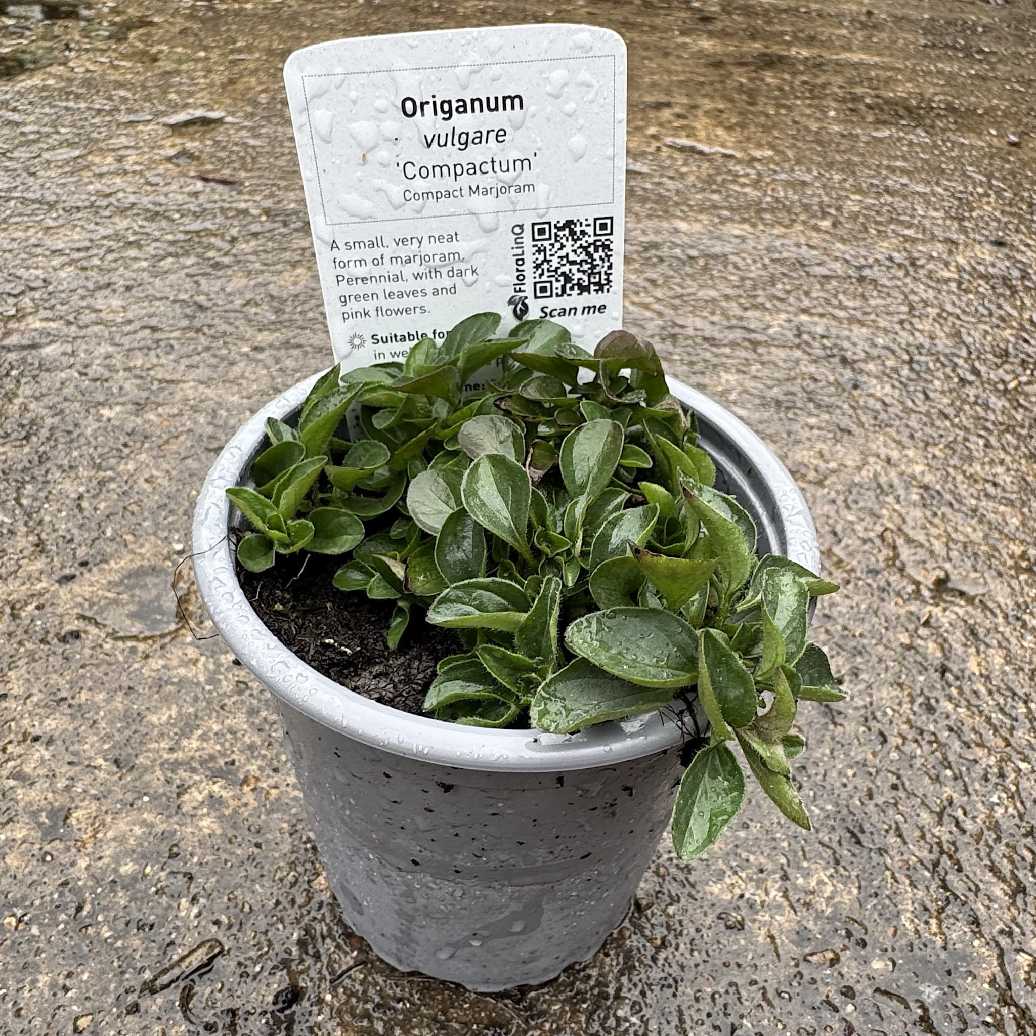 Origanum majorana