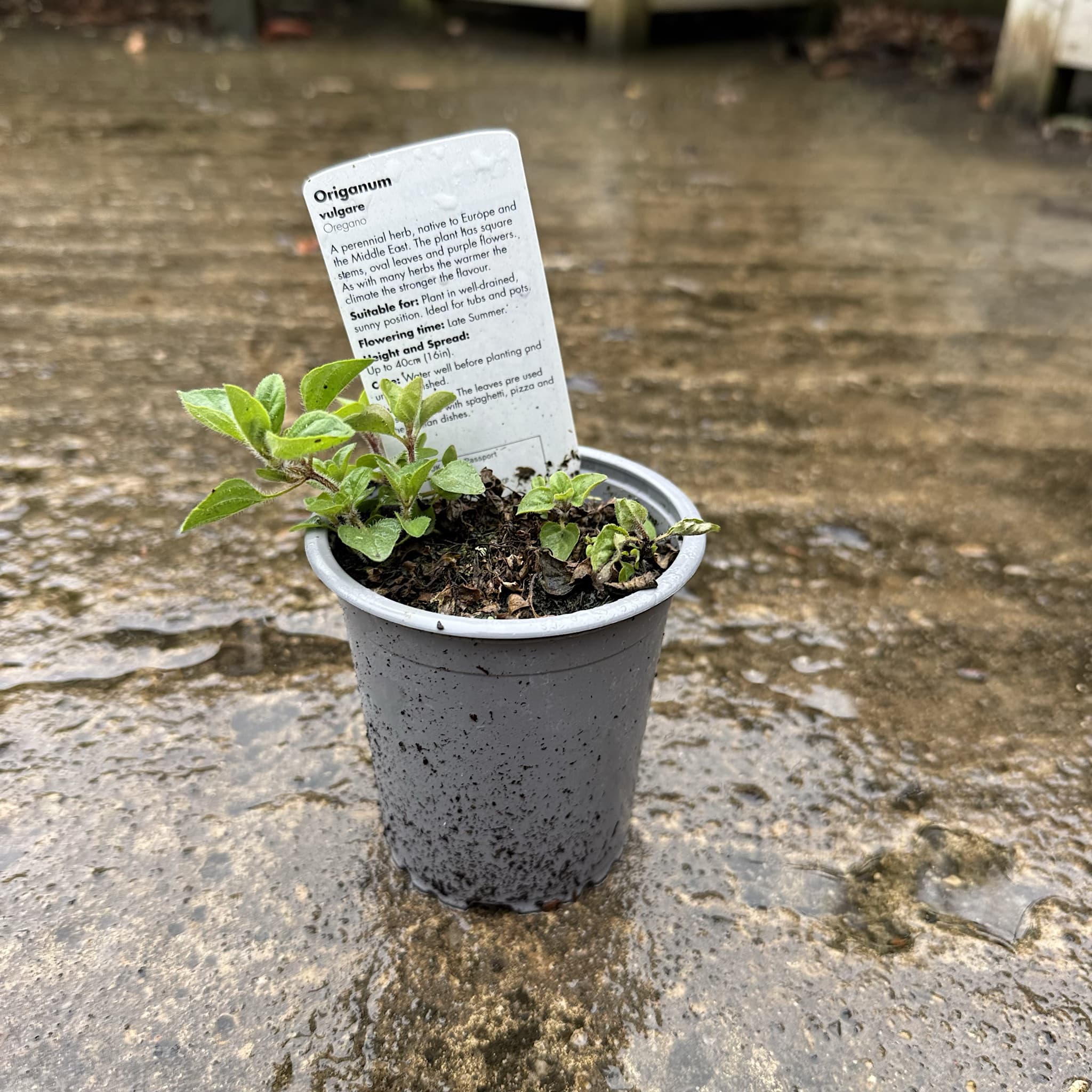 Origanum vulgare