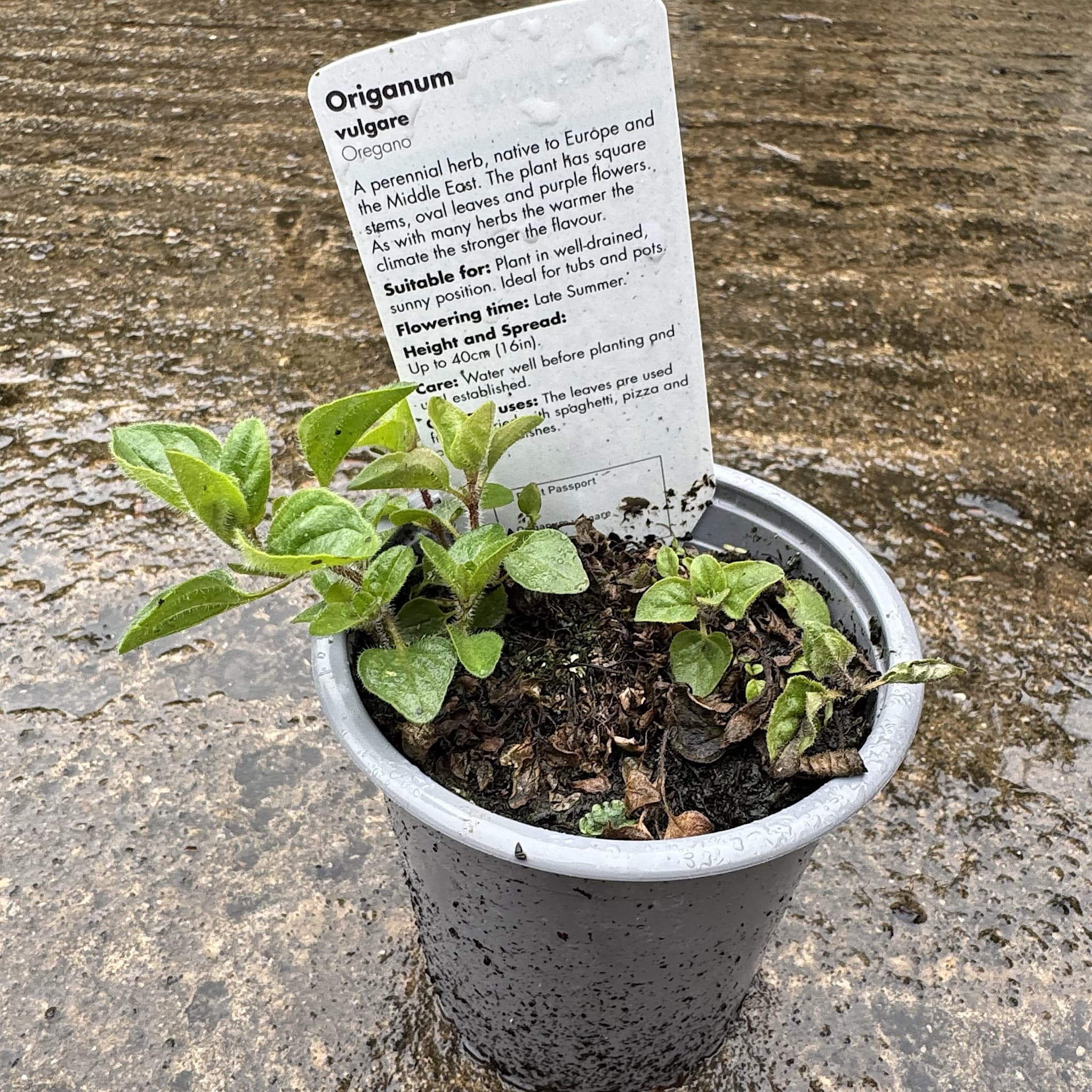 Origanum vulgare