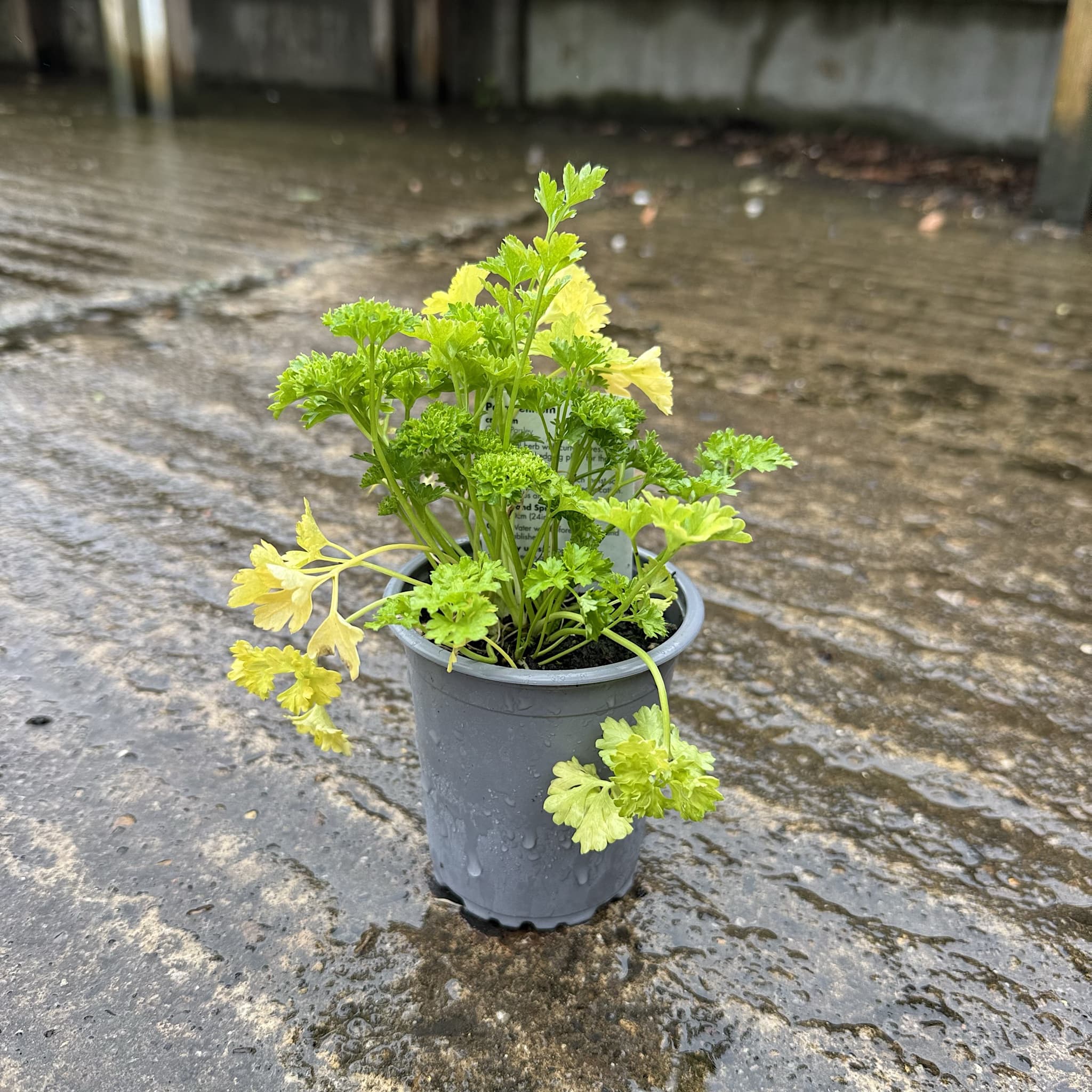 Petroselinum cris. 'Crispum'