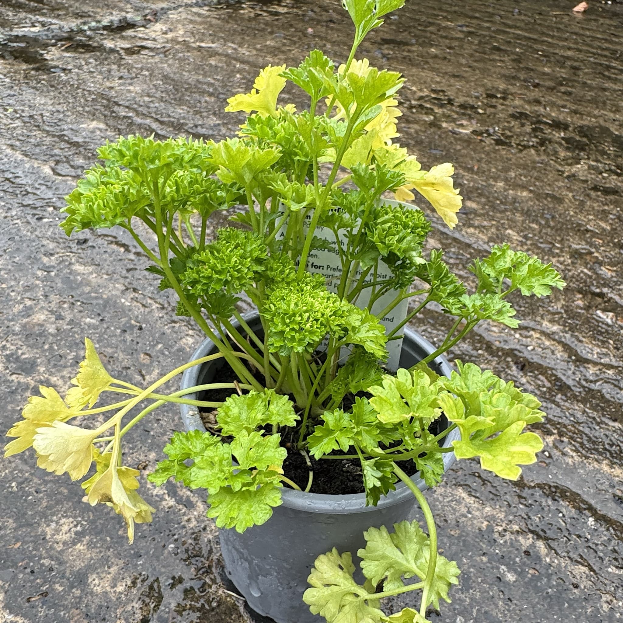 Petroselinum cris. 'Crispum'