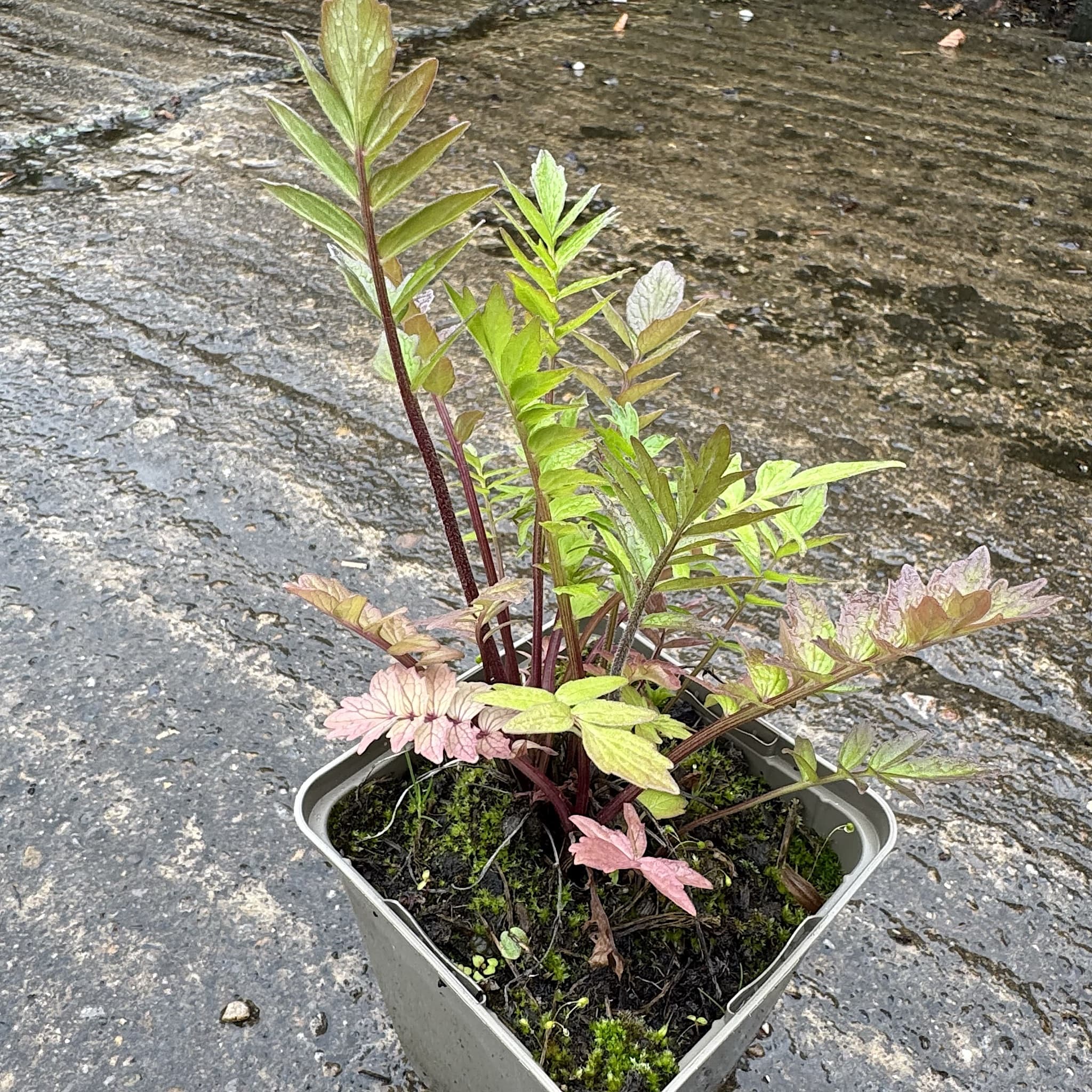 Valeriana officinalis