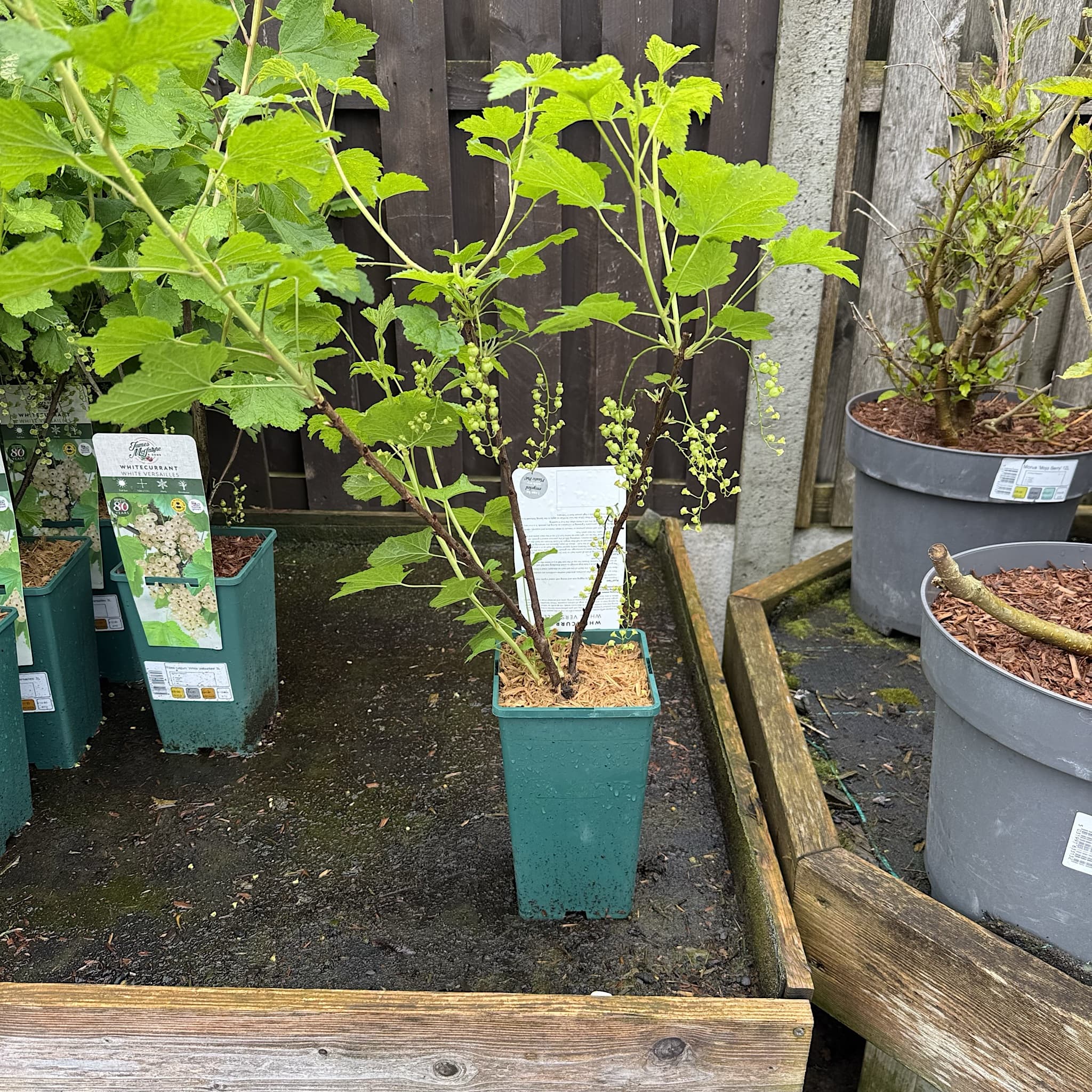 Ribes rubrum 'White Versailles'