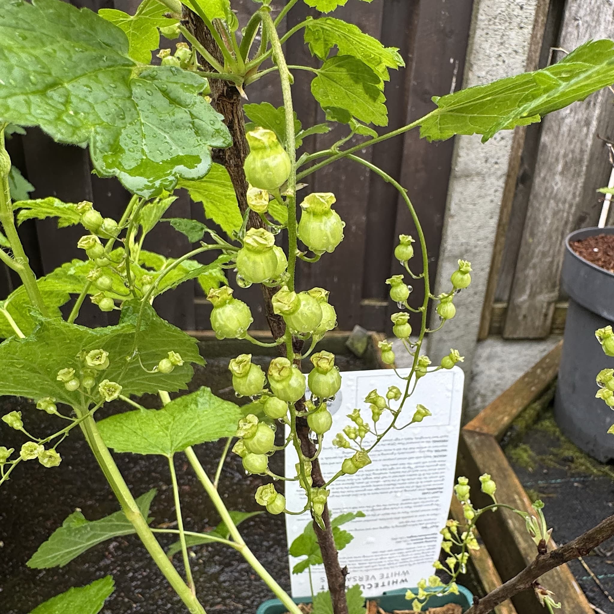 Ribes rubrum 'White Versailles'