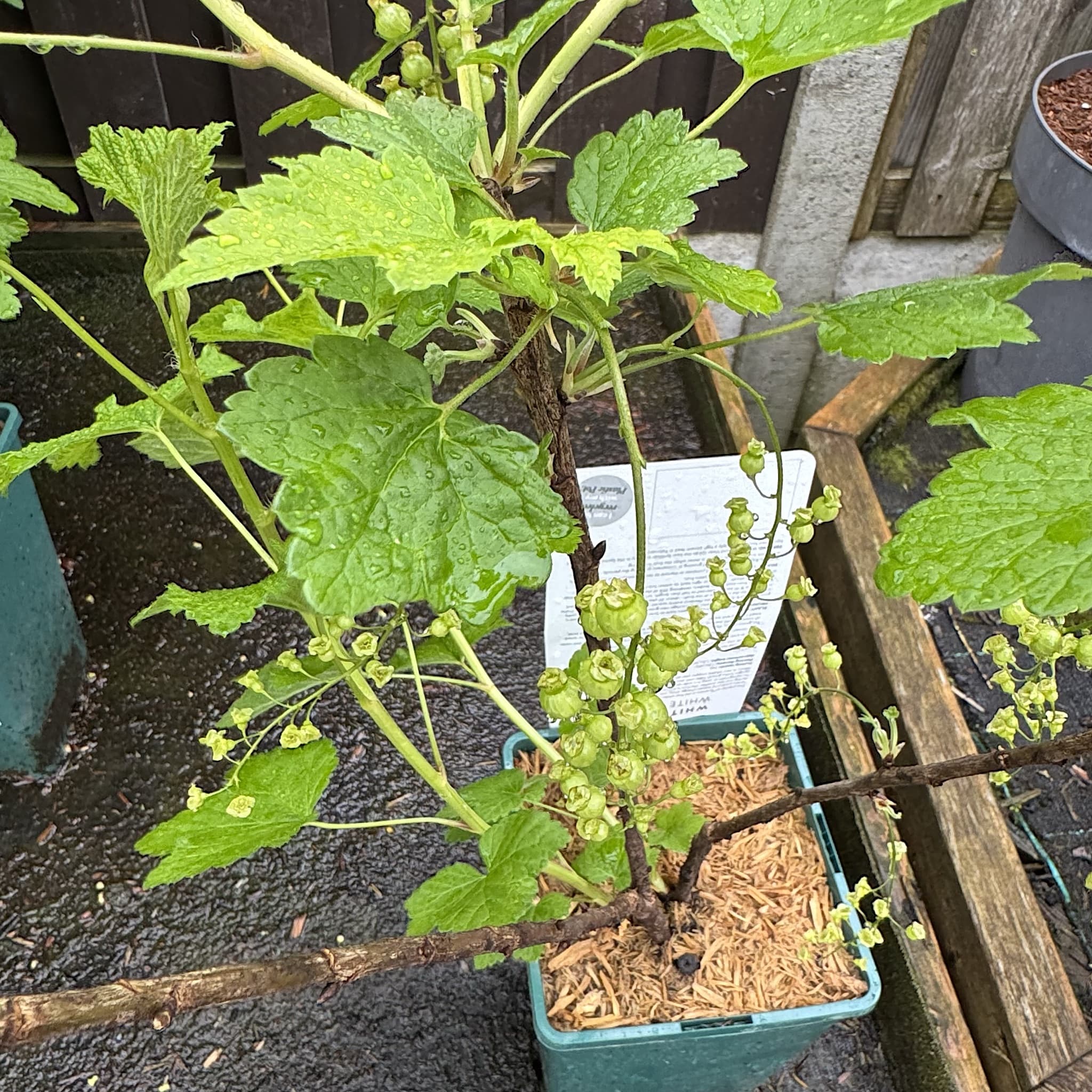 Ribes rubrum 'White Versailles'