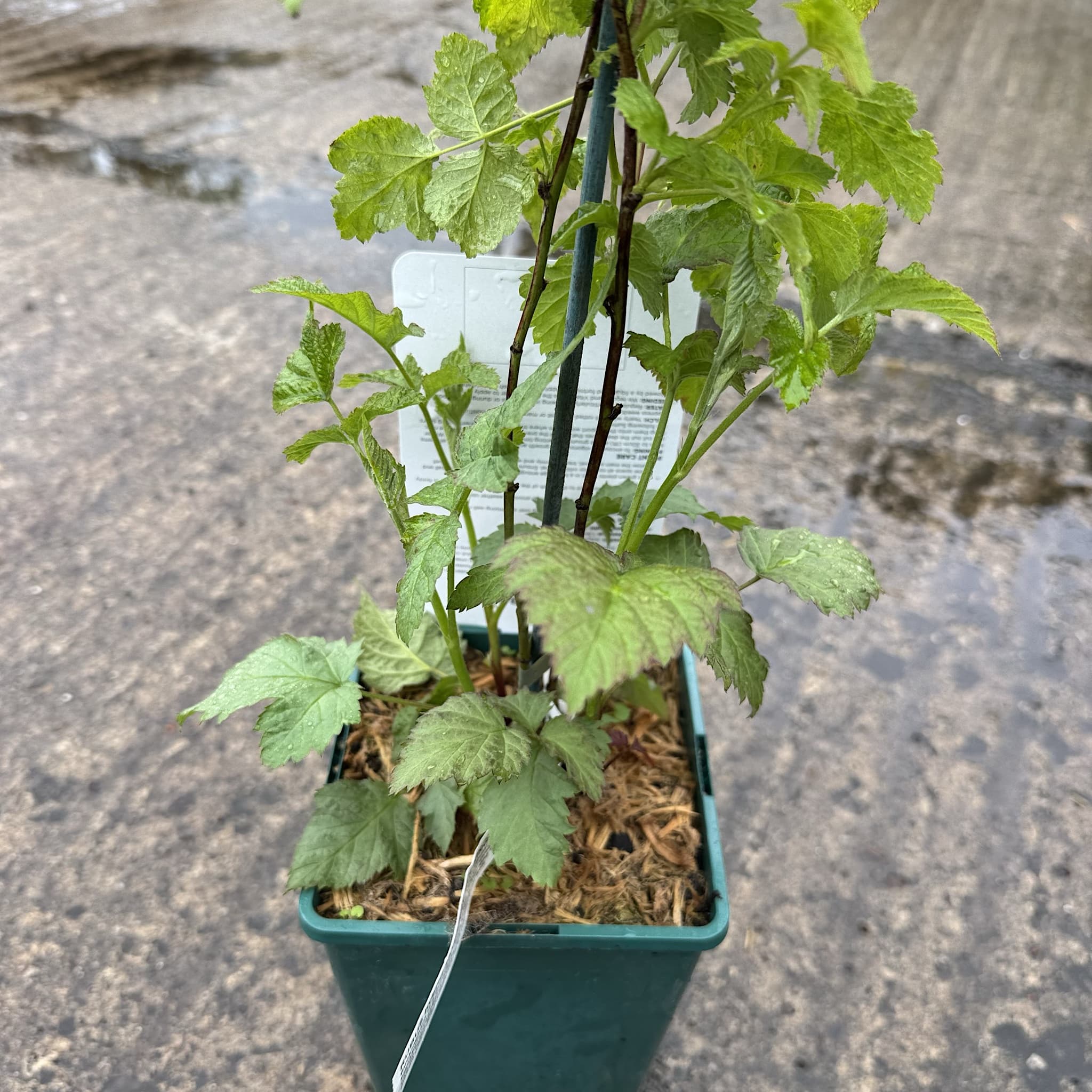 Rubus 'Tayberry Buckingham'