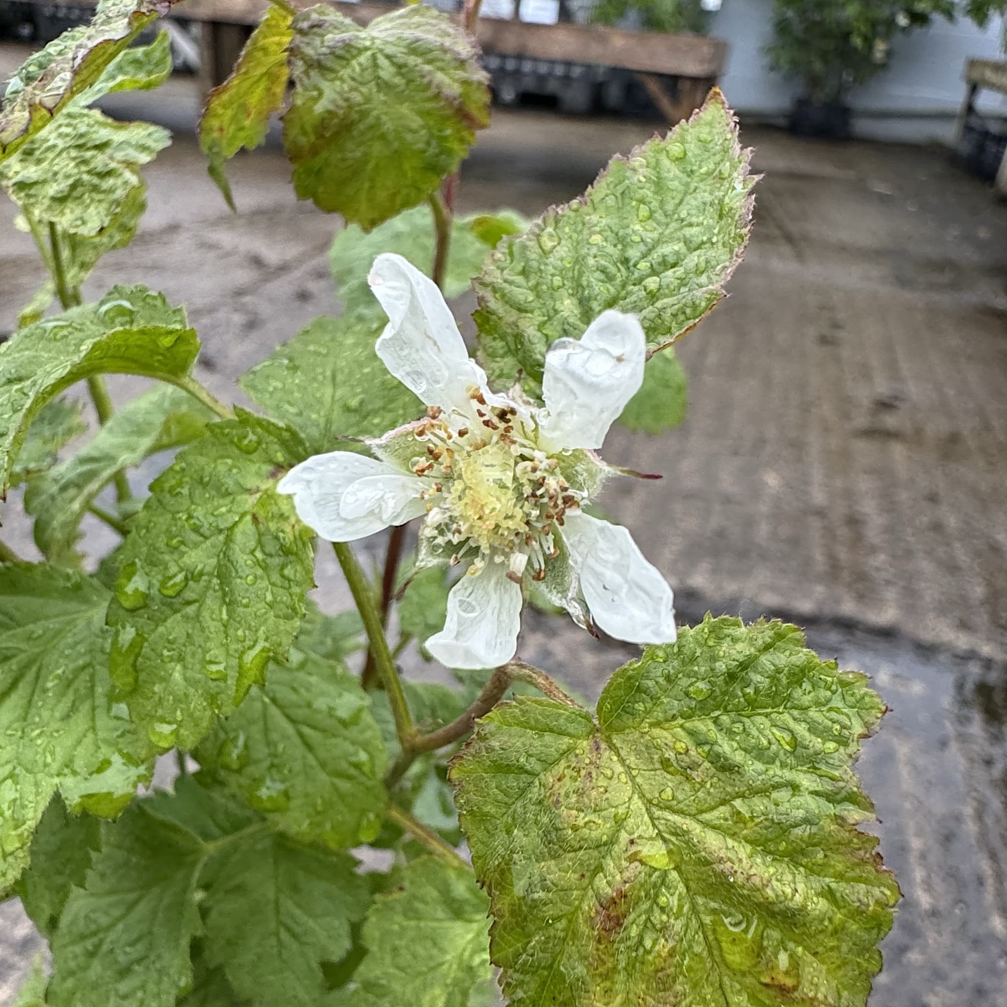 Rubus 'Tayberry Buckingham'