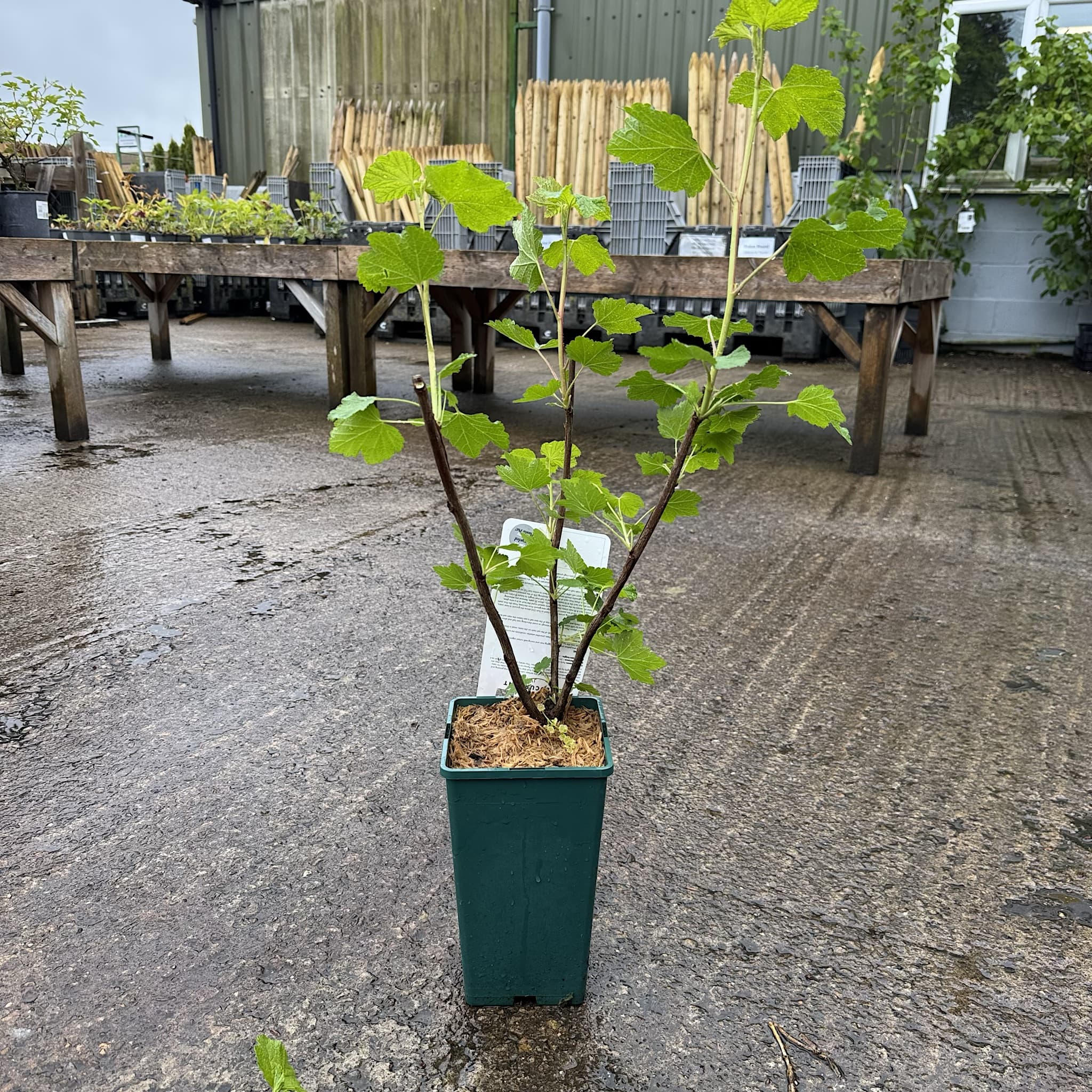 Ribes rubrum 'Jonkheer van Tets'