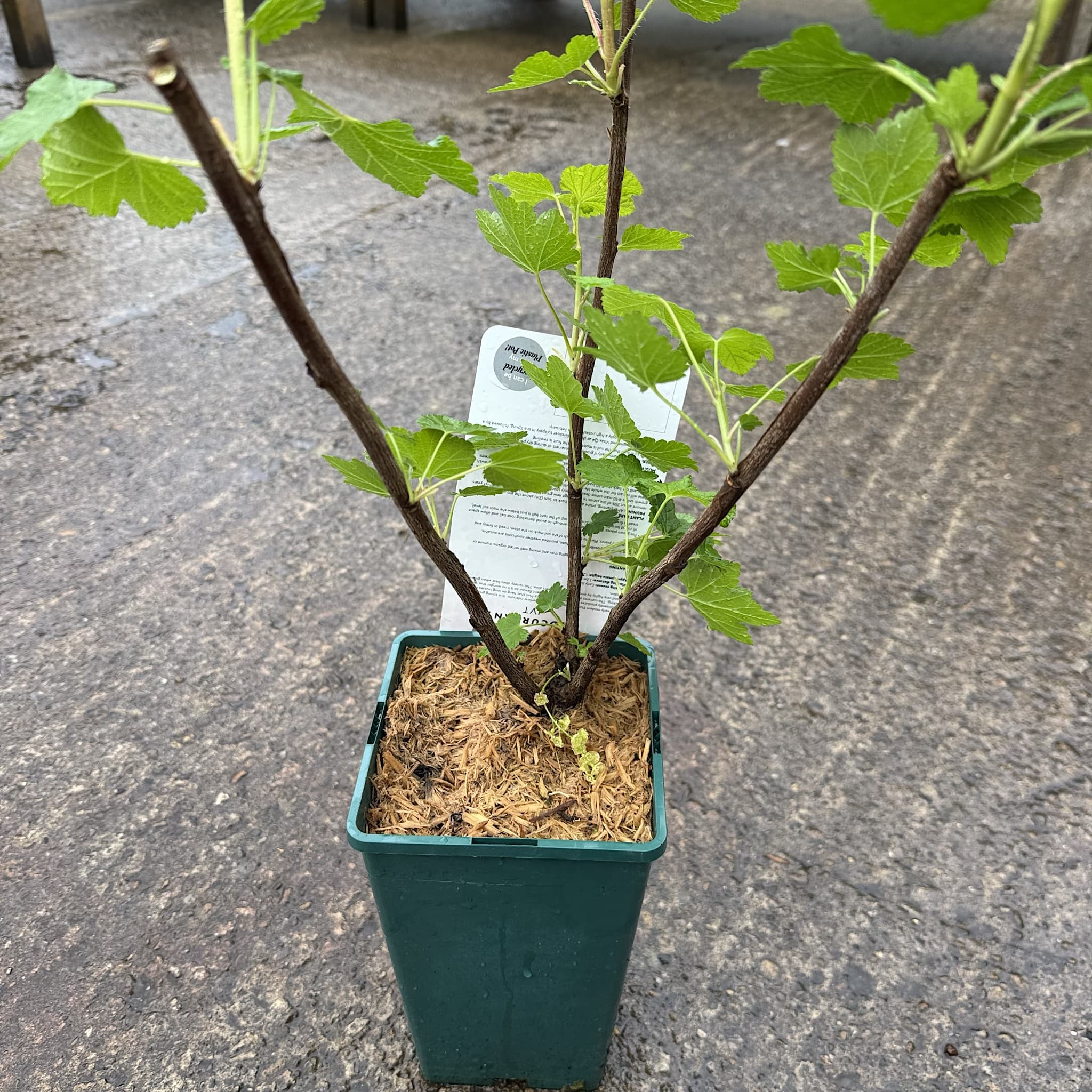 Ribes rubrum 'Jonkheer van Tets'