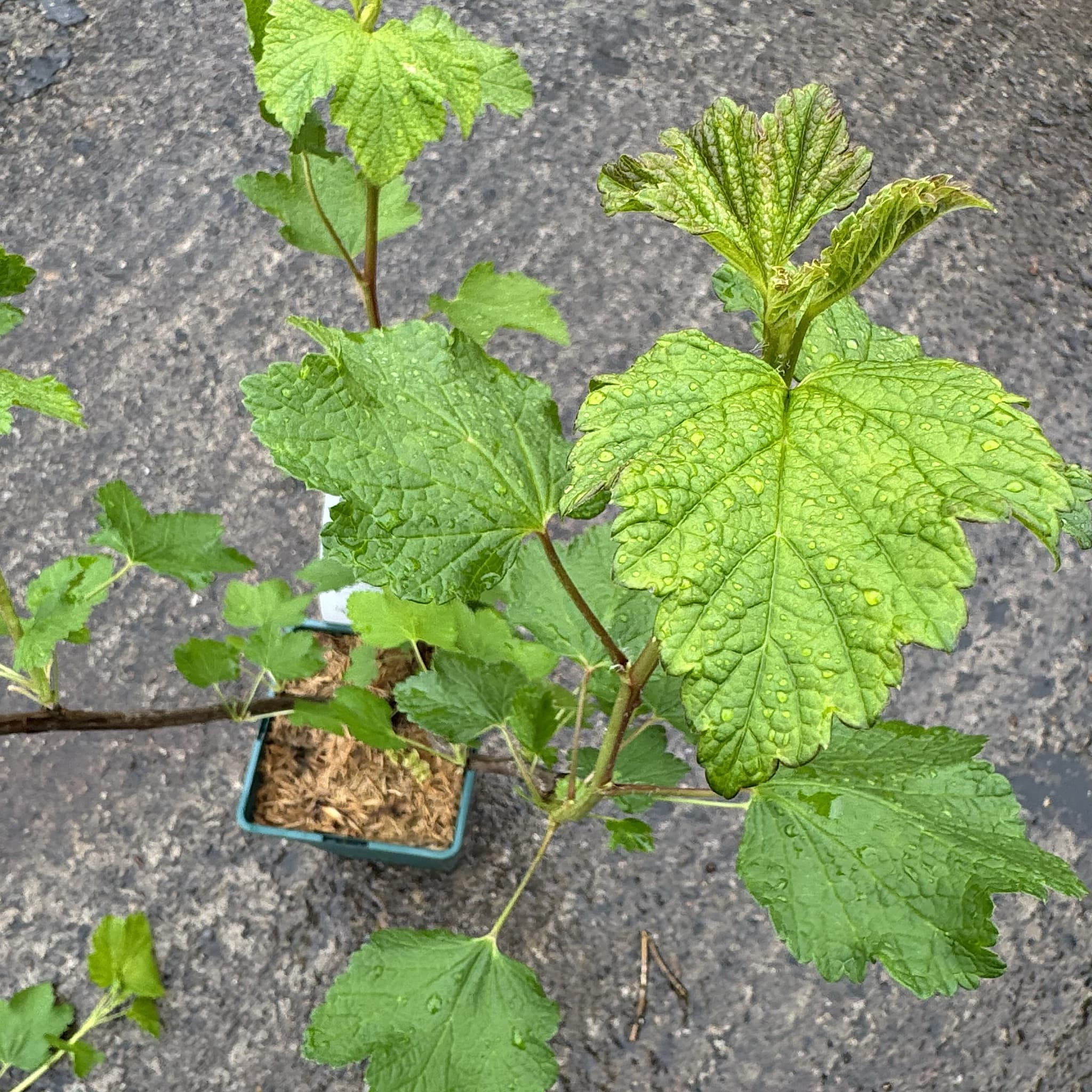 Ribes rubrum 'Jonkheer van Tets'