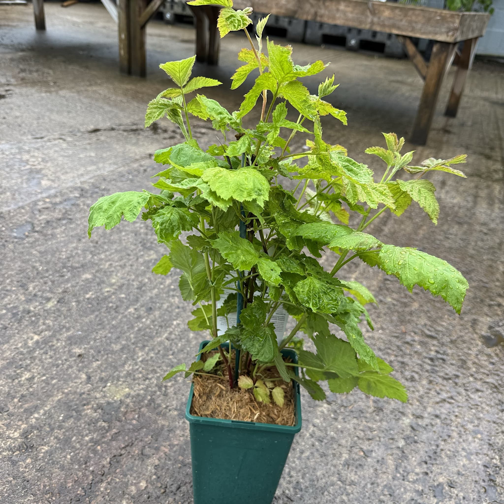 Rubus loganobaccus
