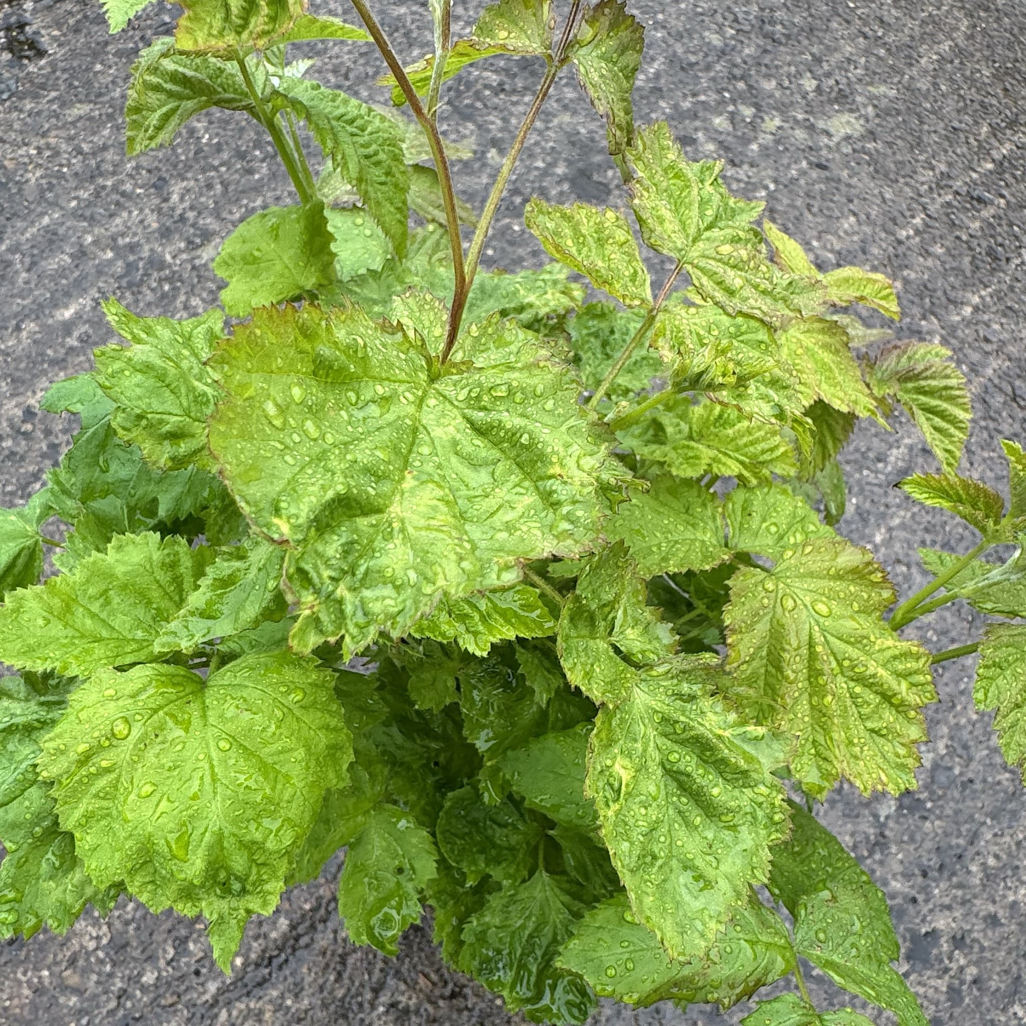 Rubus loganobaccus