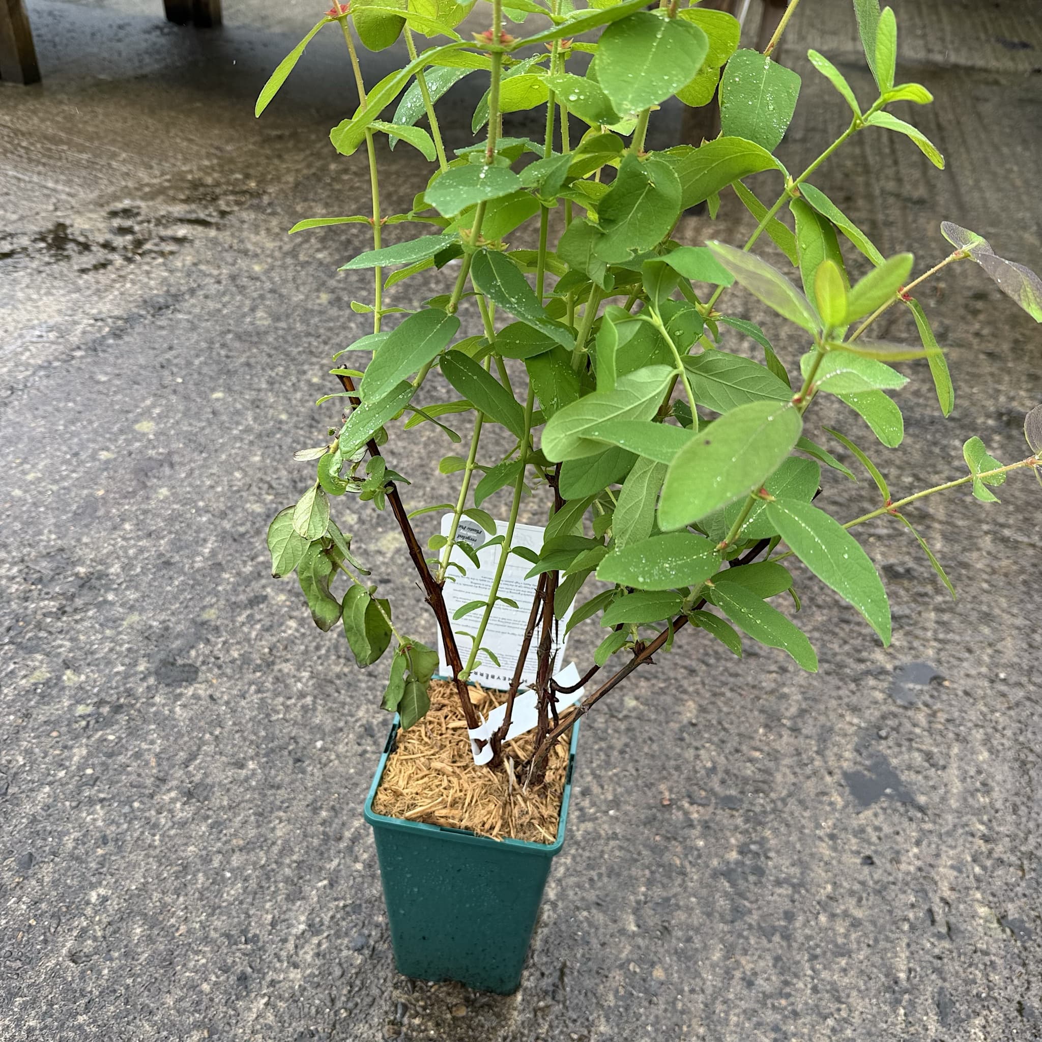 Lonicera caerulea 'Honey Bee'