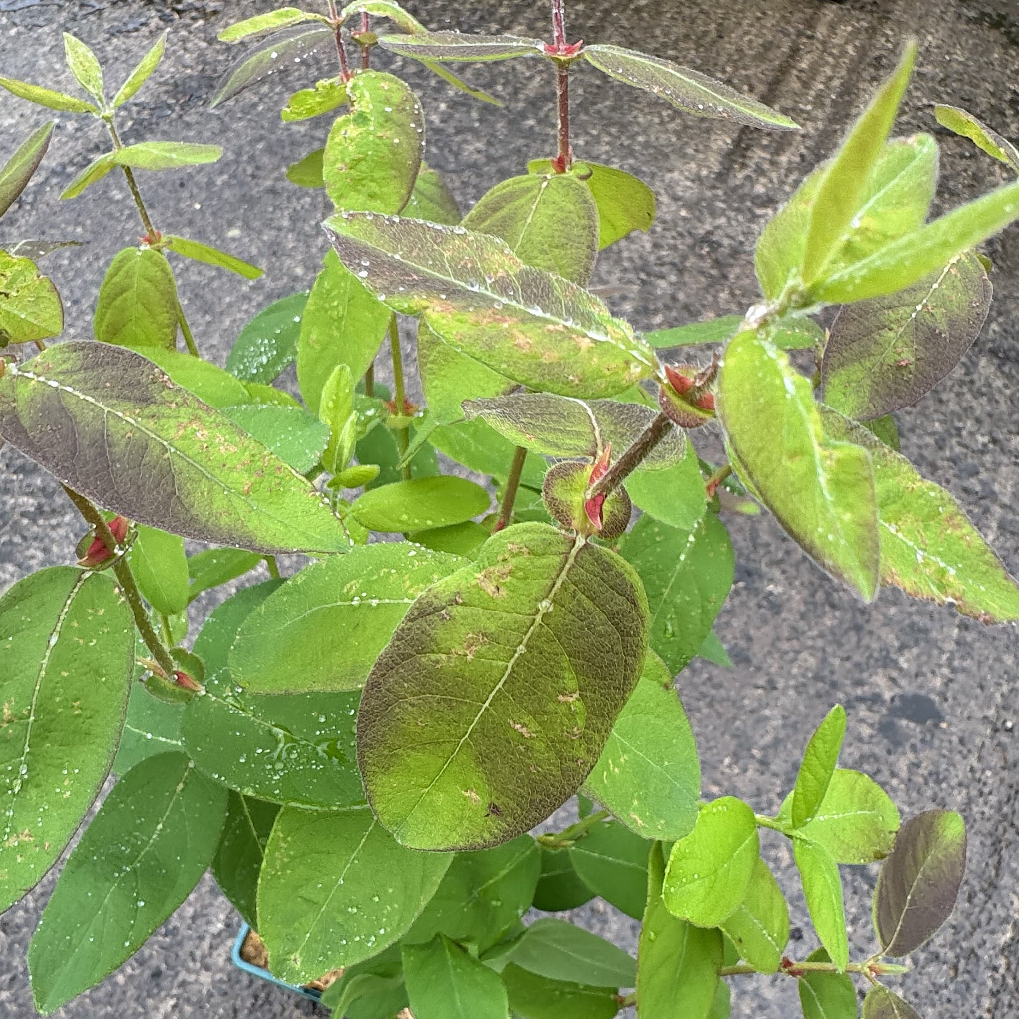 Lonicera caerulea 'Honey Bee'
