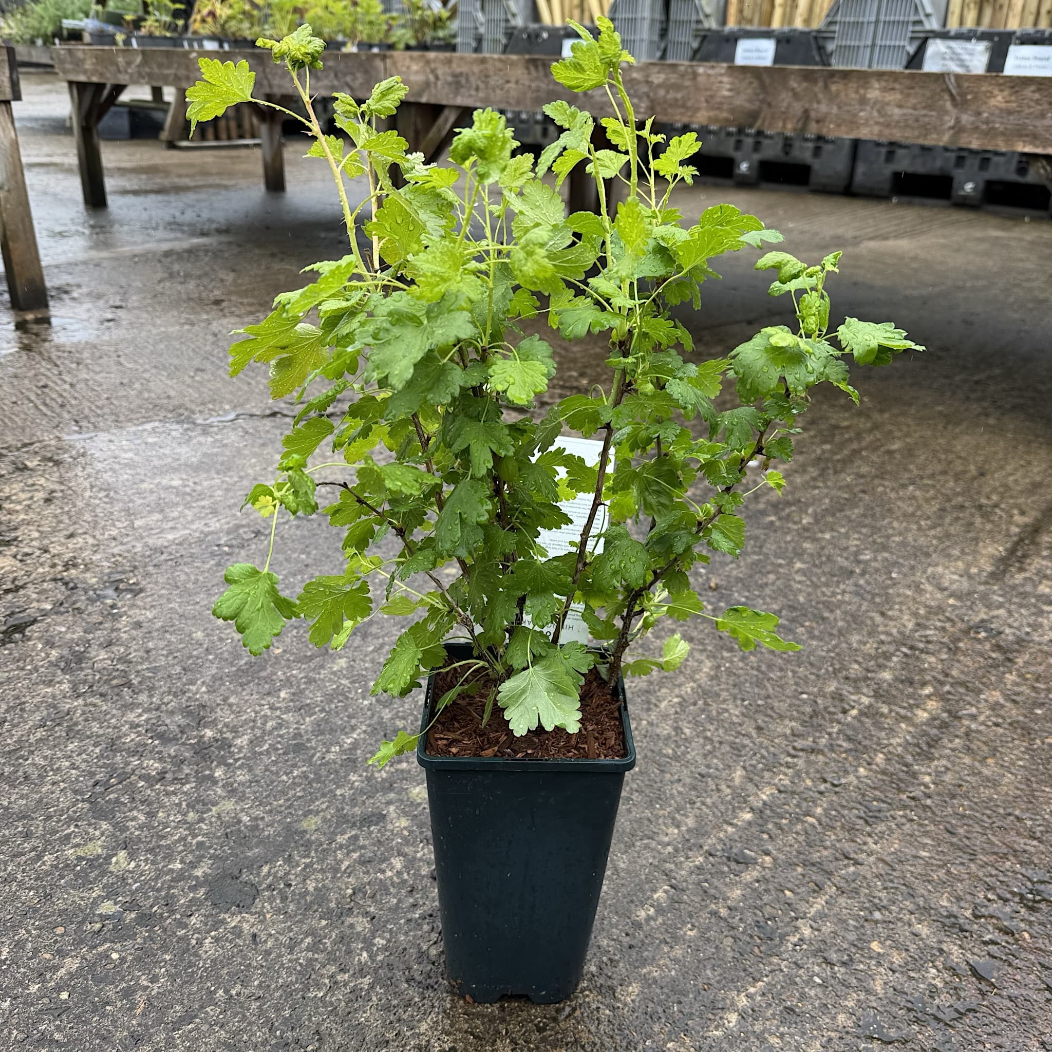 Ribes uva-crispa 'Hinnonmaki Yellow'