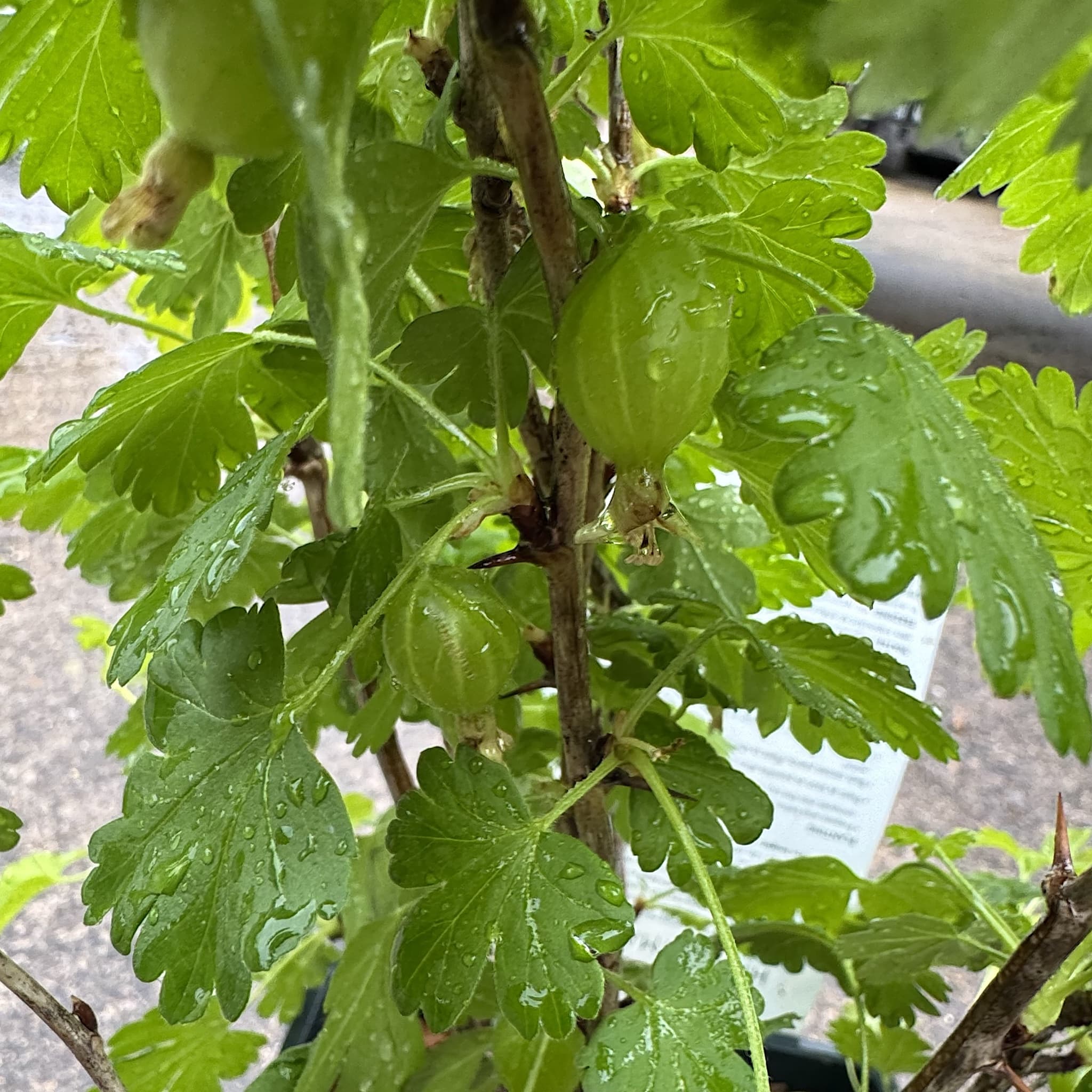 Ribes uva-crispa 'Hinnonmaki Yellow'