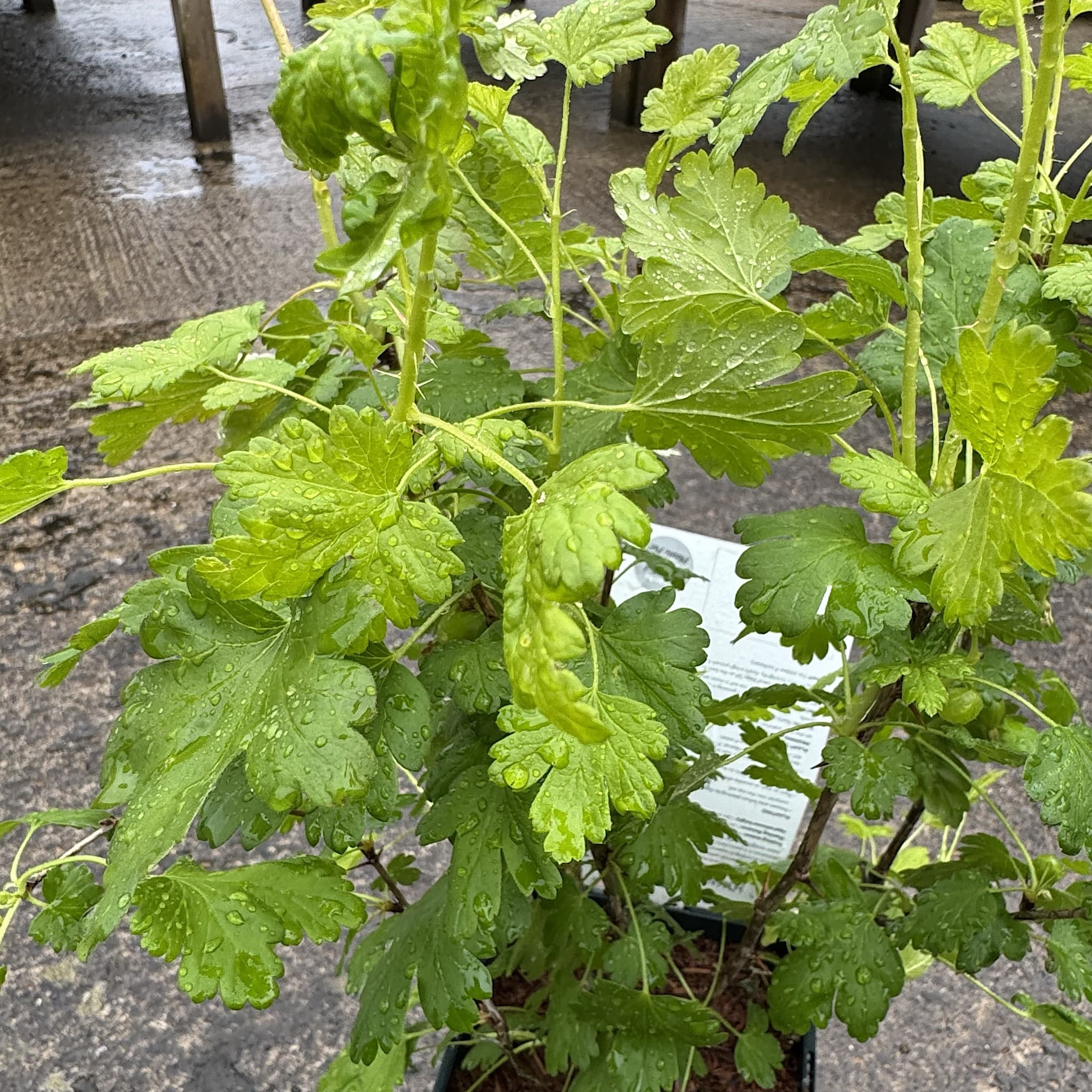 Ribes uva-crispa 'Hinnonmaki Yellow'