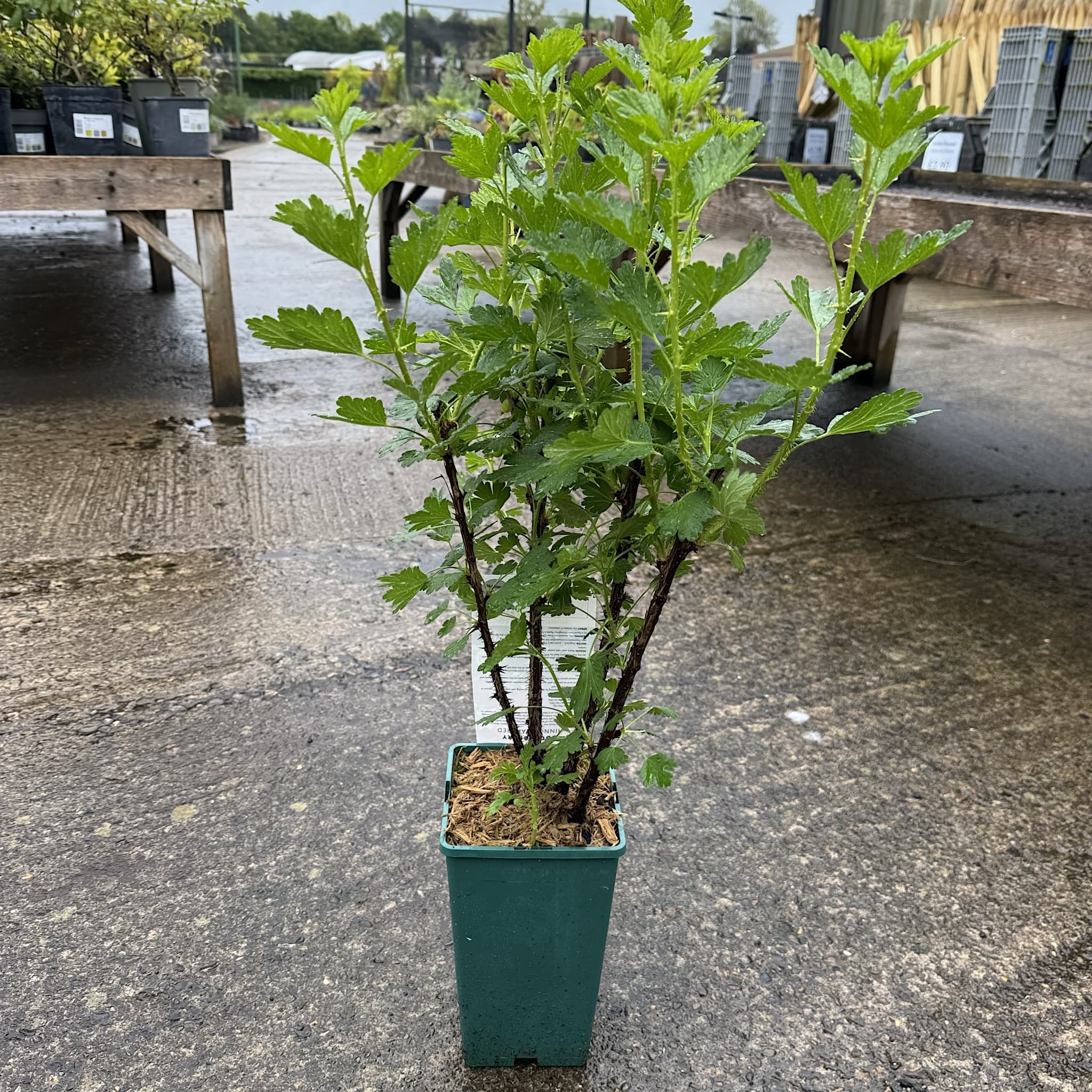 Ribes uva-crispa 'Hinnonmaki Red'