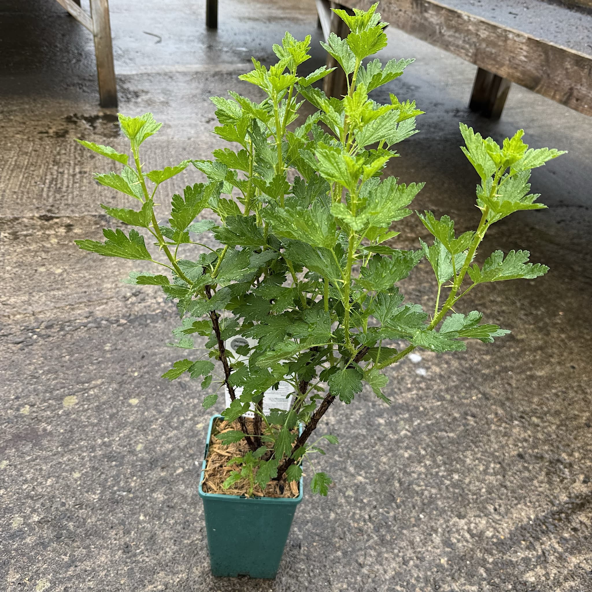 Ribes uva-crispa 'Hinnonmaki Red'
