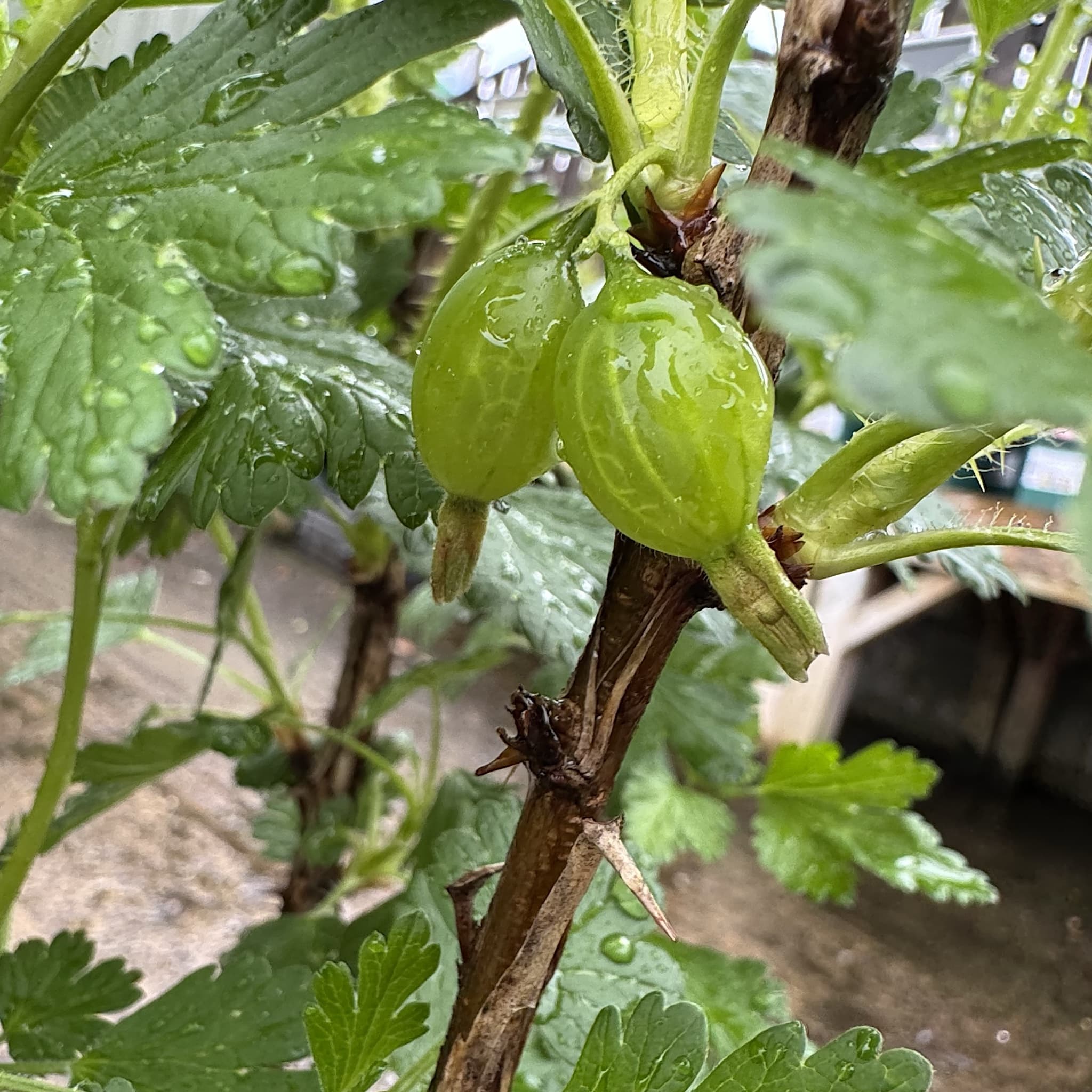 Ribes uva-crispa 'Hinnonmaki Red'