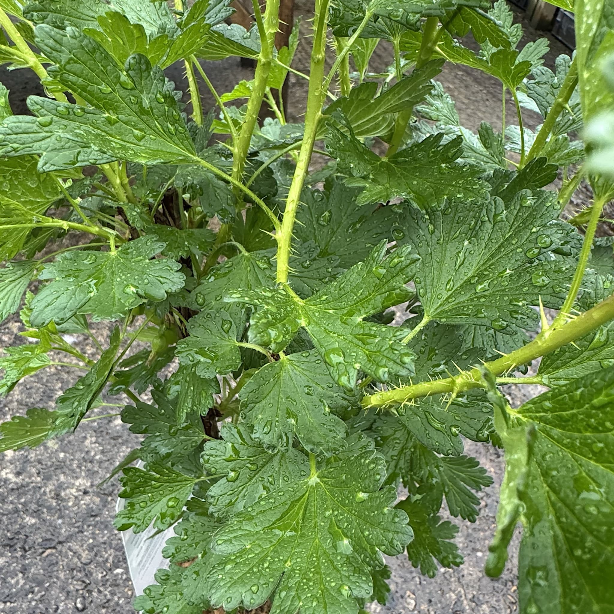 Ribes uva-crispa 'Hinnonmaki Red'