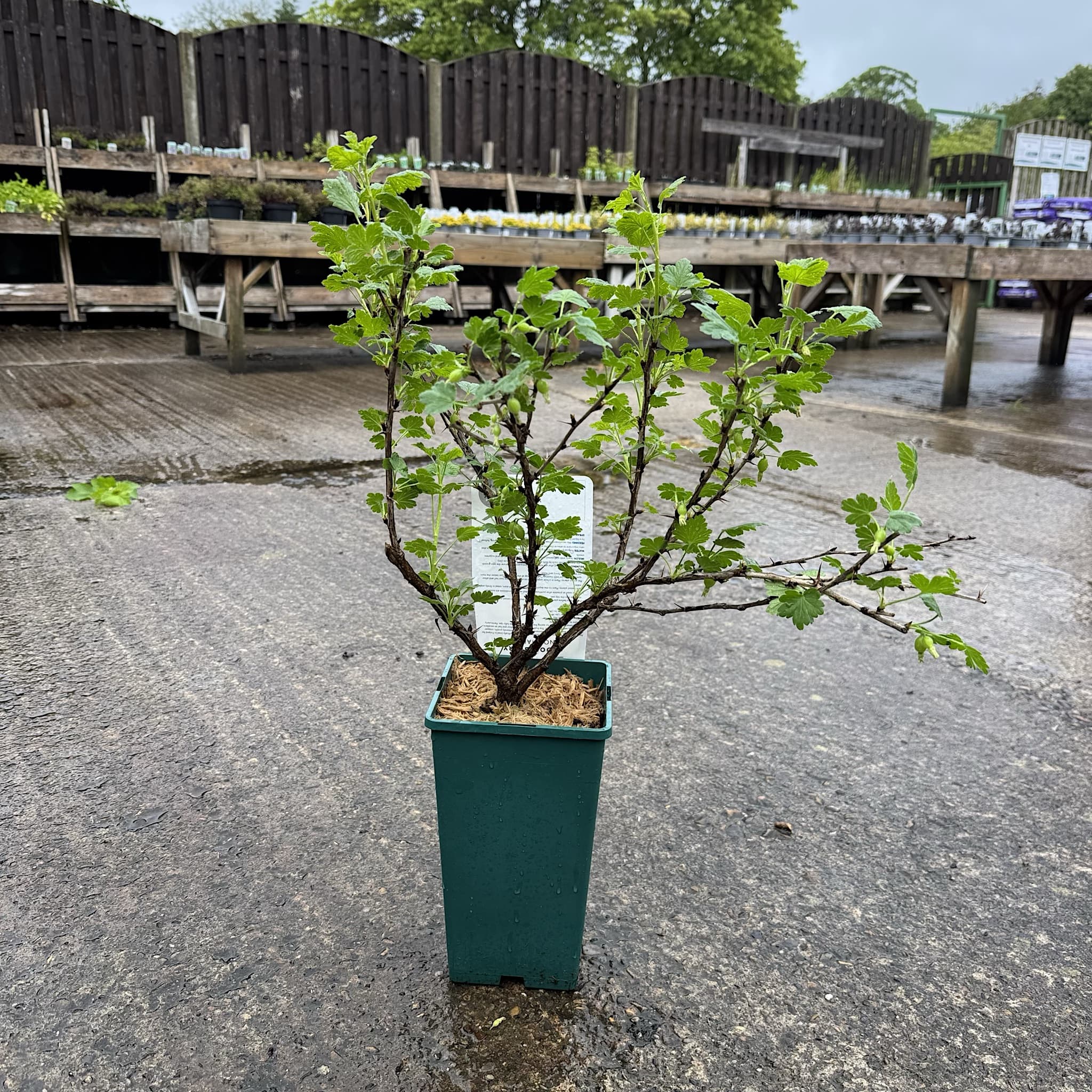 Ribes uva-crispa 'Hinnonmaki Green'
