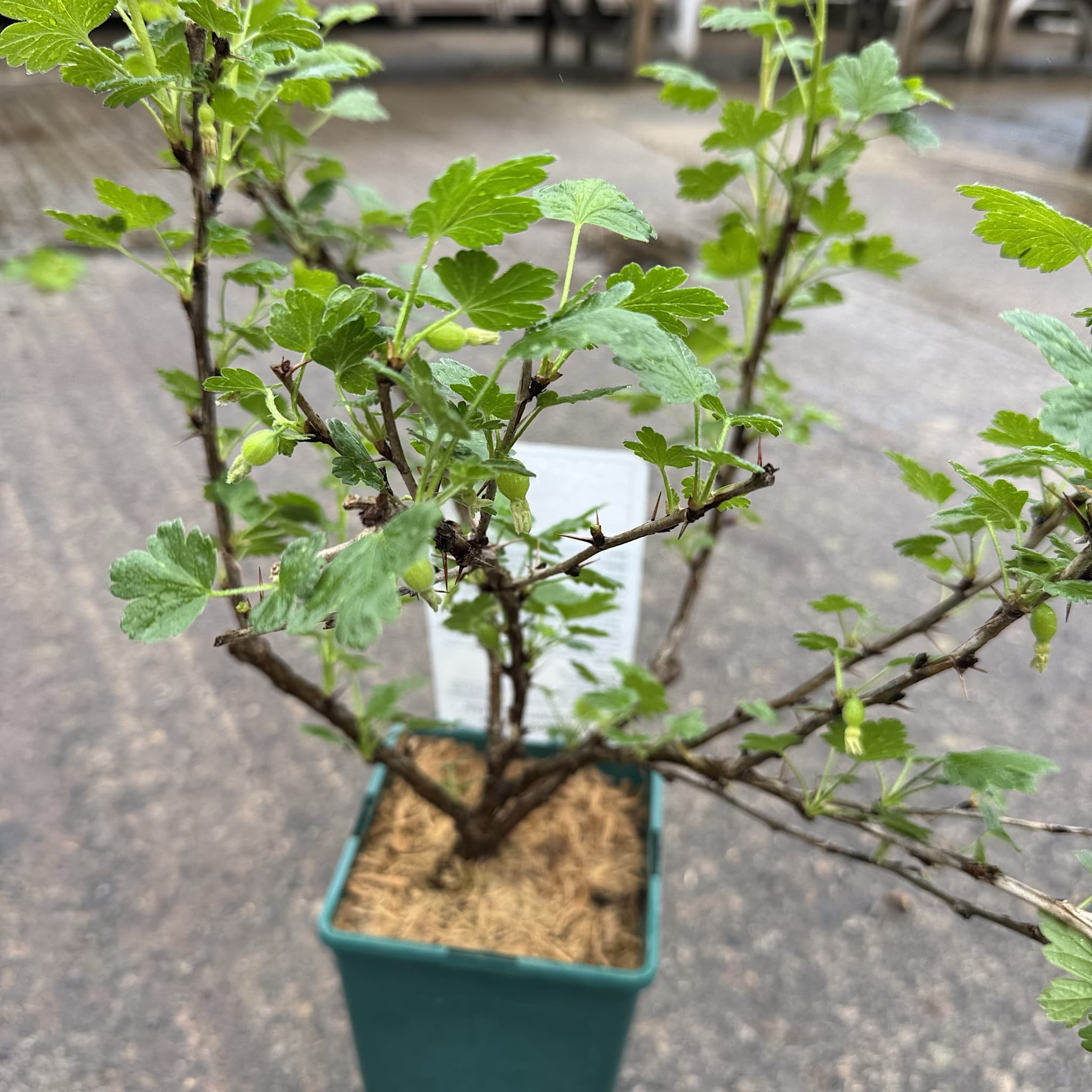 Ribes uva-crispa 'Hinnonmaki Green'