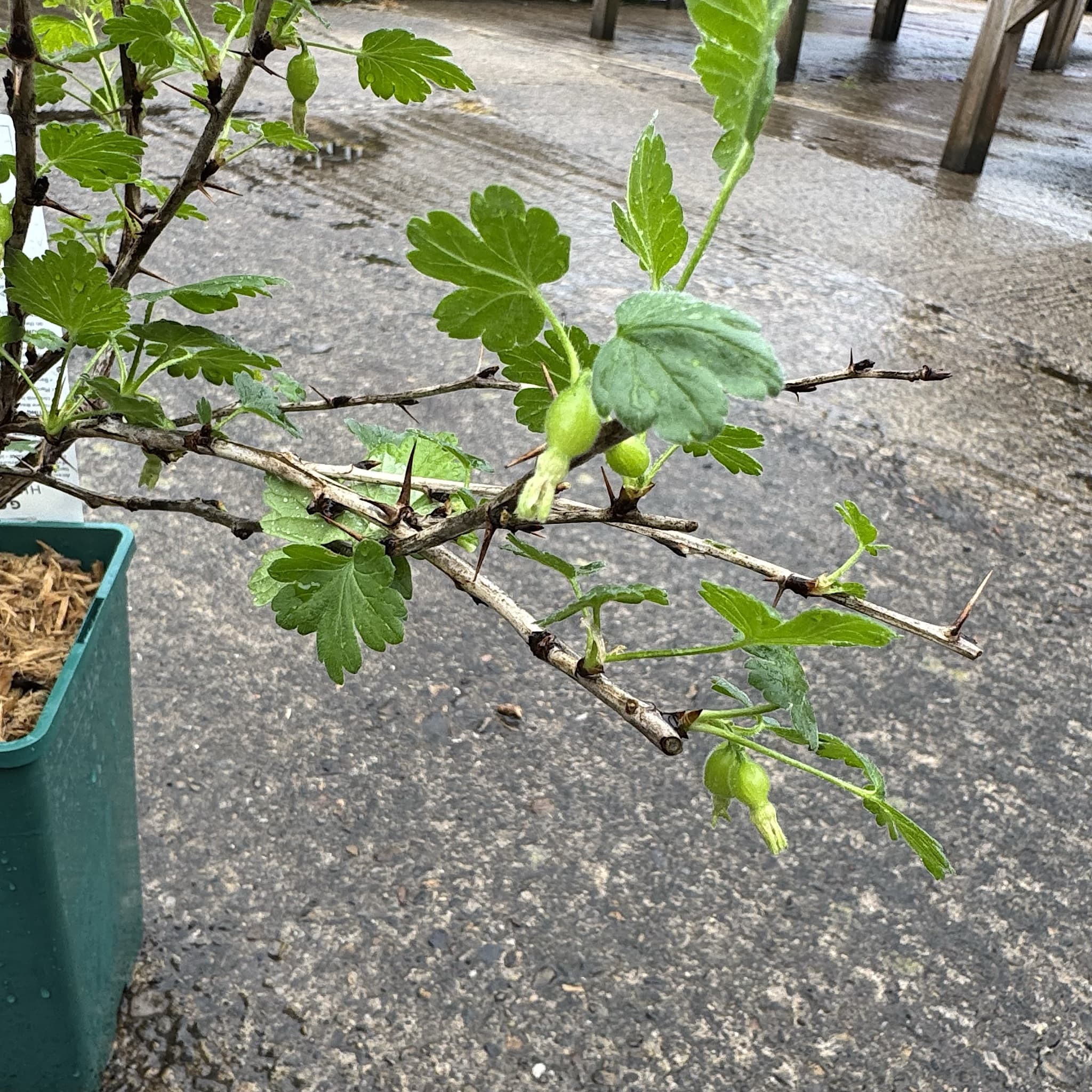 Ribes uva-crispa 'Hinnonmaki Green'