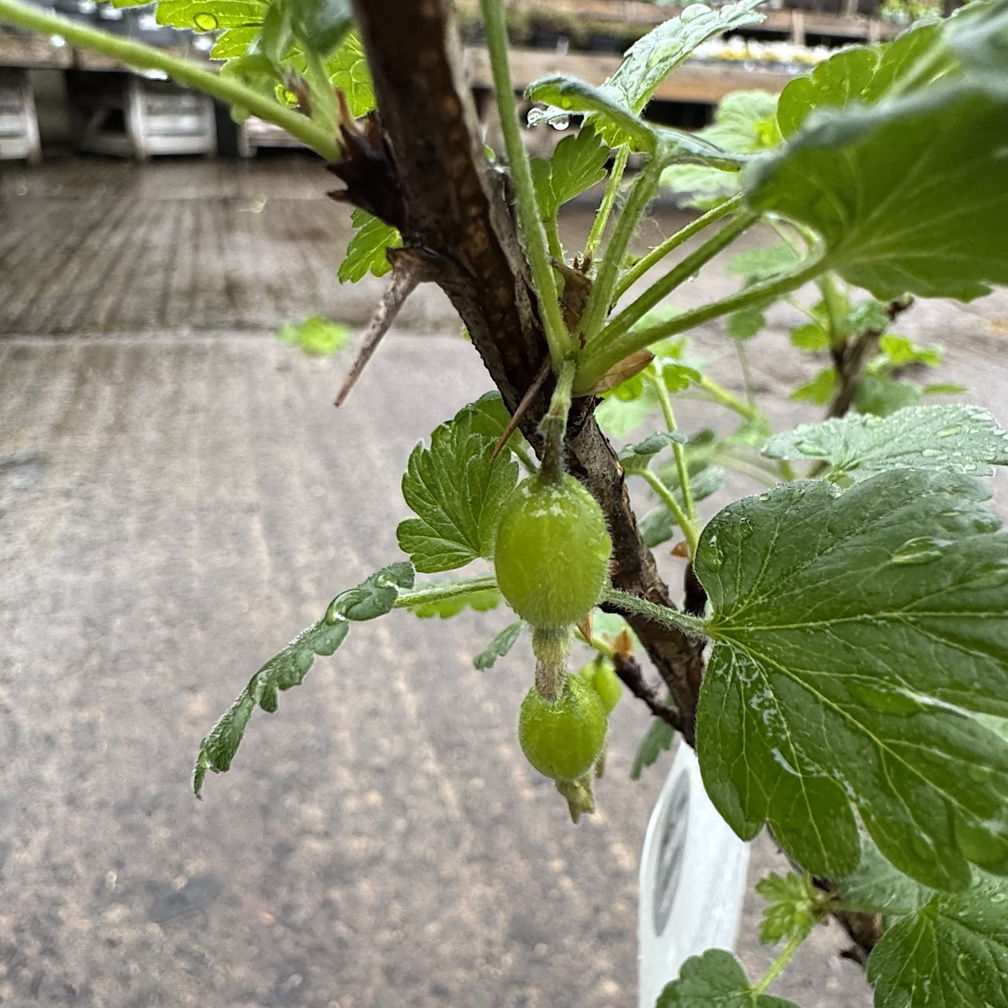 Ribes uva-crispa 'Hinnonmaki Green'