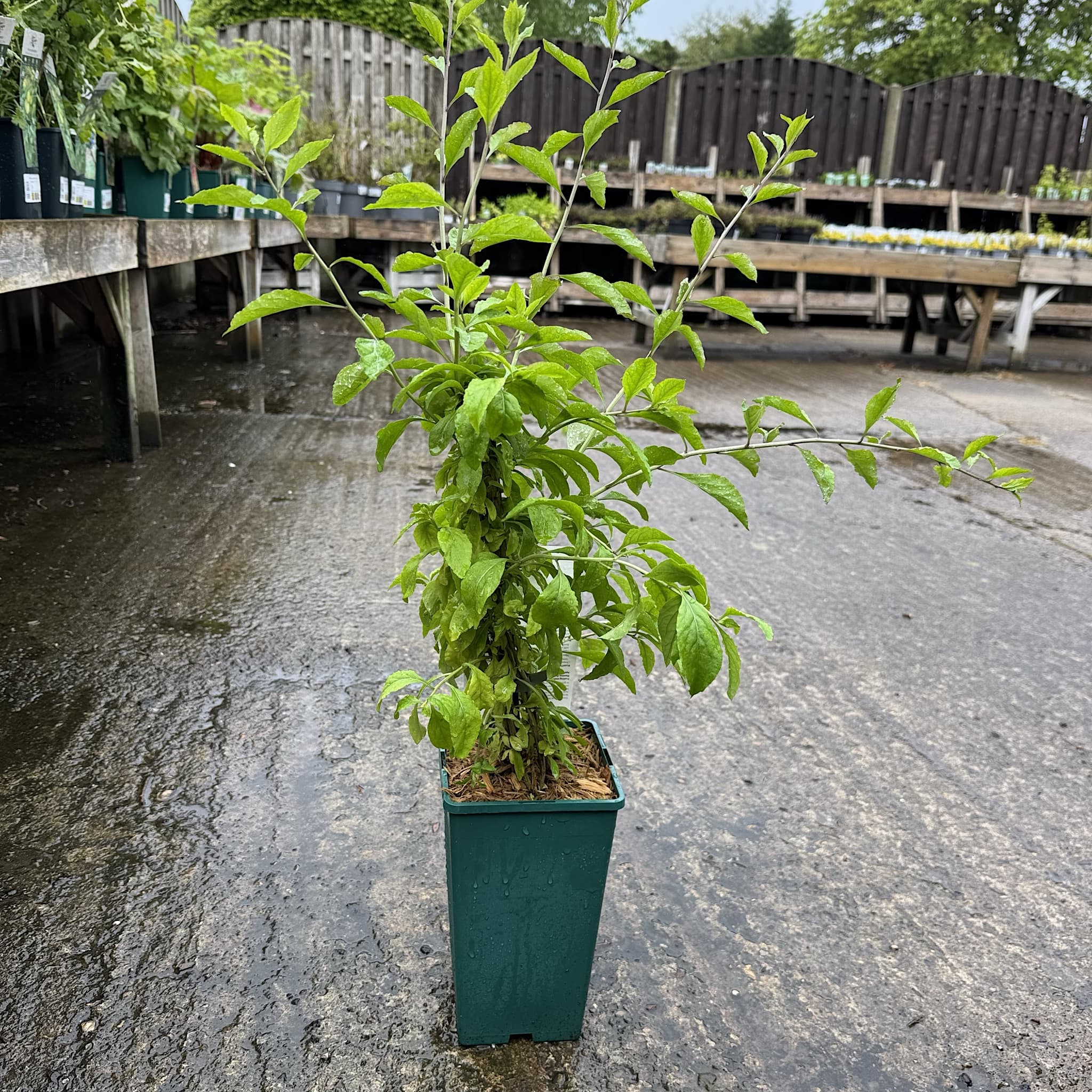 Lycium barbarum 'Gojiberry'