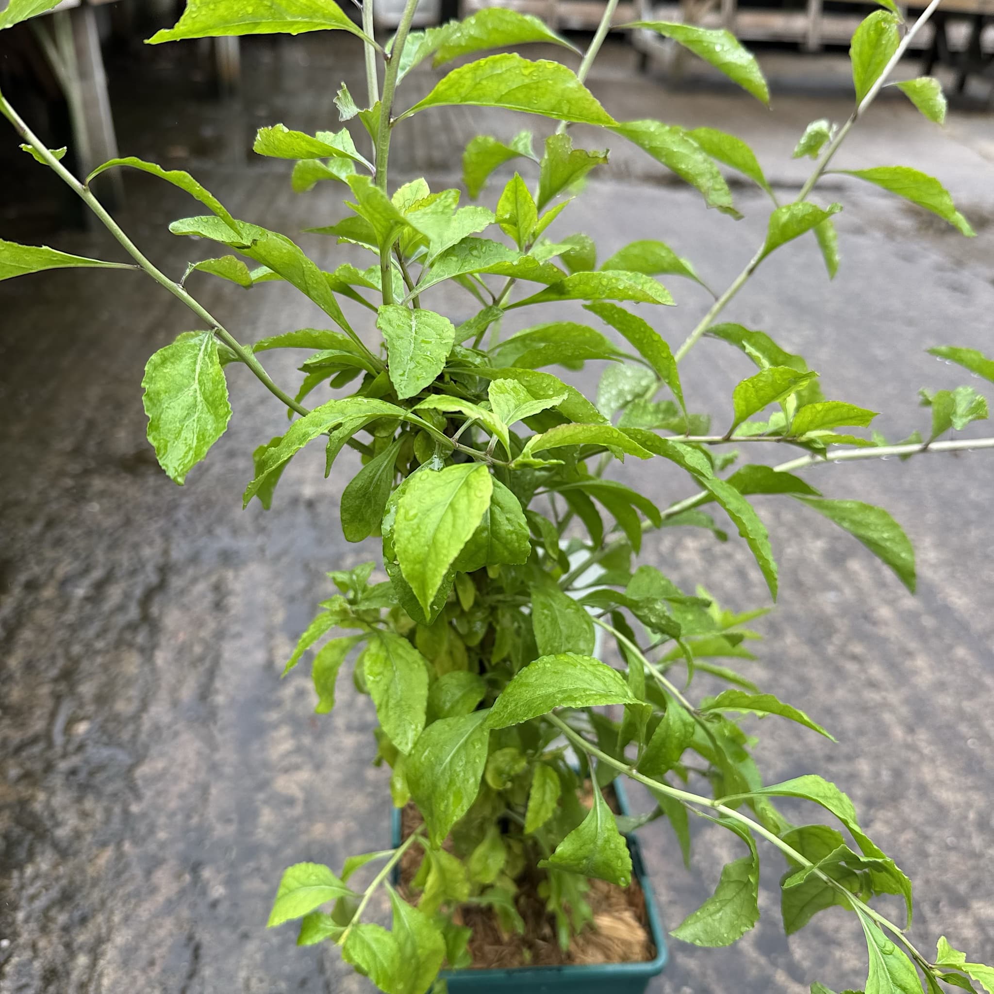 Lycium barbarum 'Gojiberry'